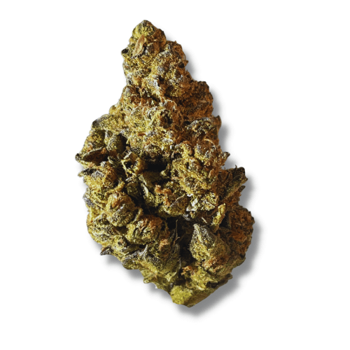 Exclusive - Julius Caesar (H) - 28g