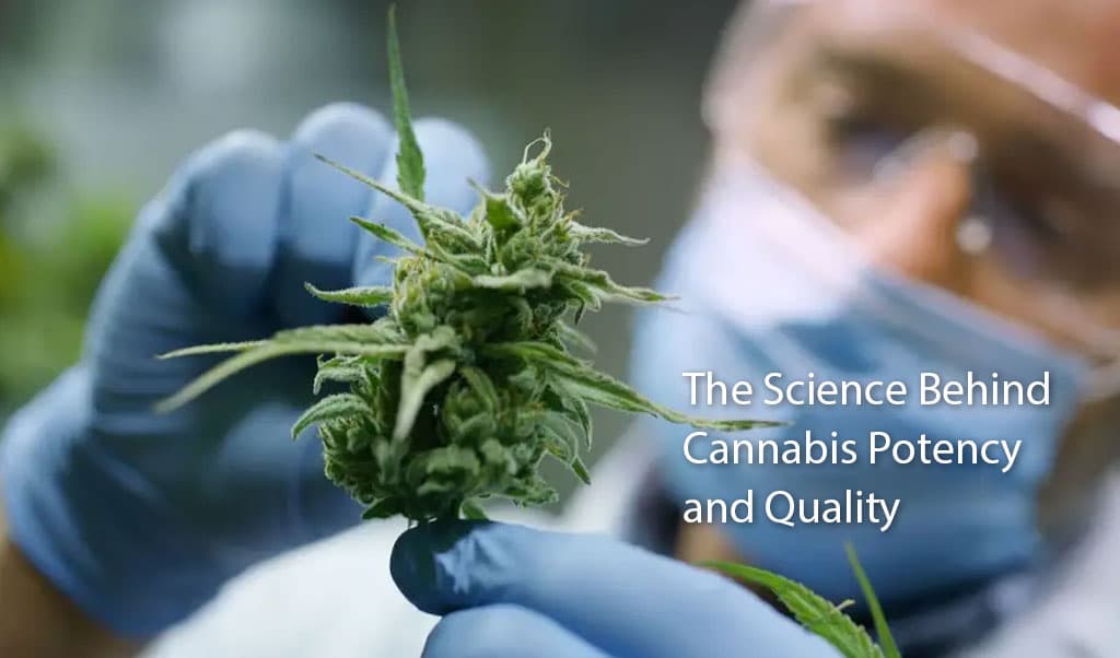 The Science Behind Cannabis Potency and Quality