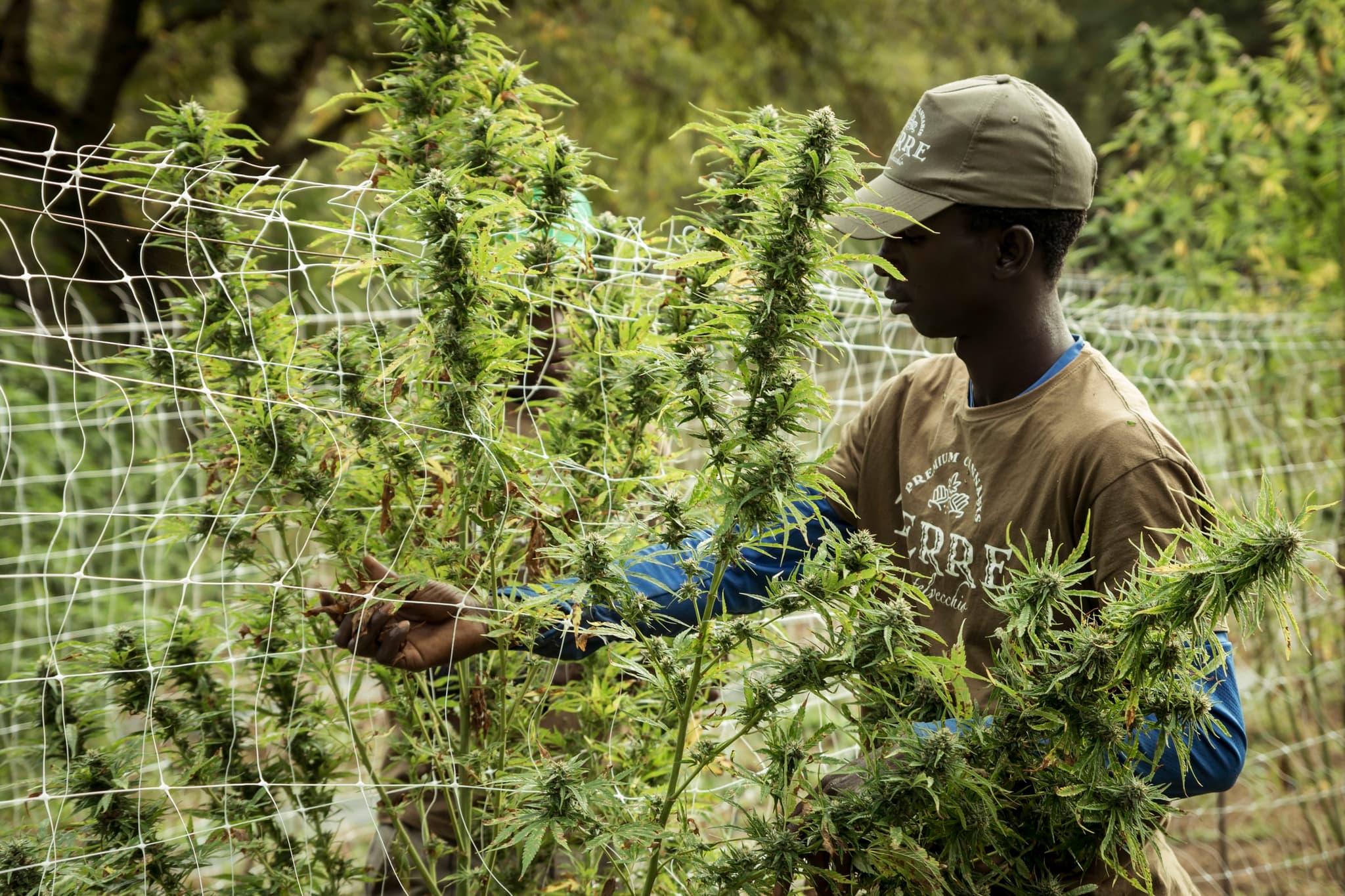 What’s The Deal with Sungrown Cannabis?