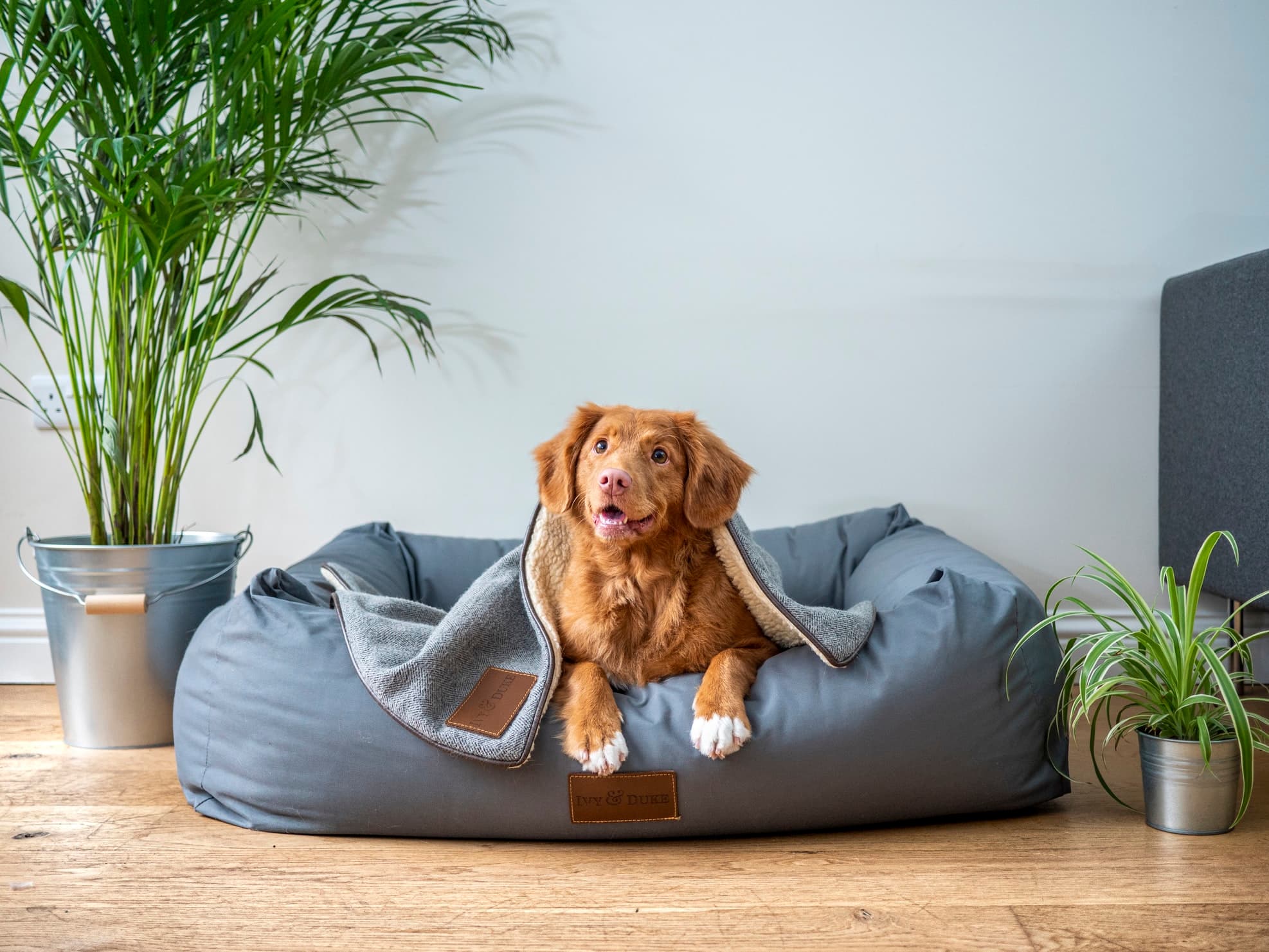 Is CBD Safe for Pets?