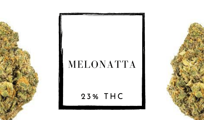Melonatta: Not Your Typical Sweet and Citrusy Treat