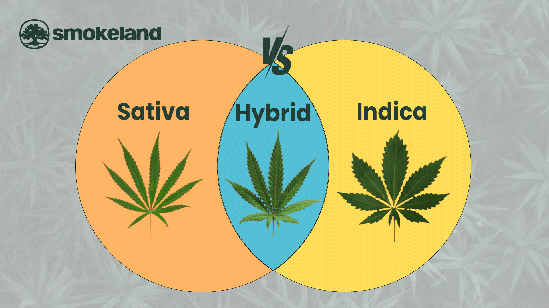 Sativa vs. Indica vs. Hybrid Cannabis: What’s the difference?