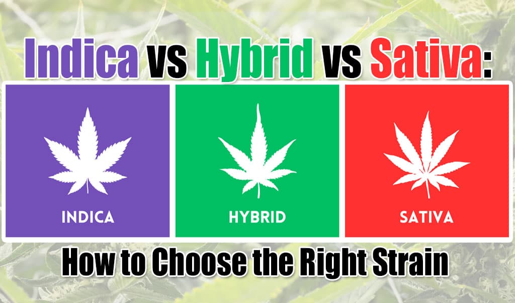 Indica vs Sativa vs Hybrid: How to Choose the Right Strain