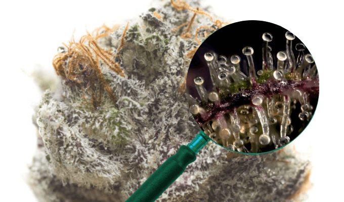  Terps 101: Why Terps Matter