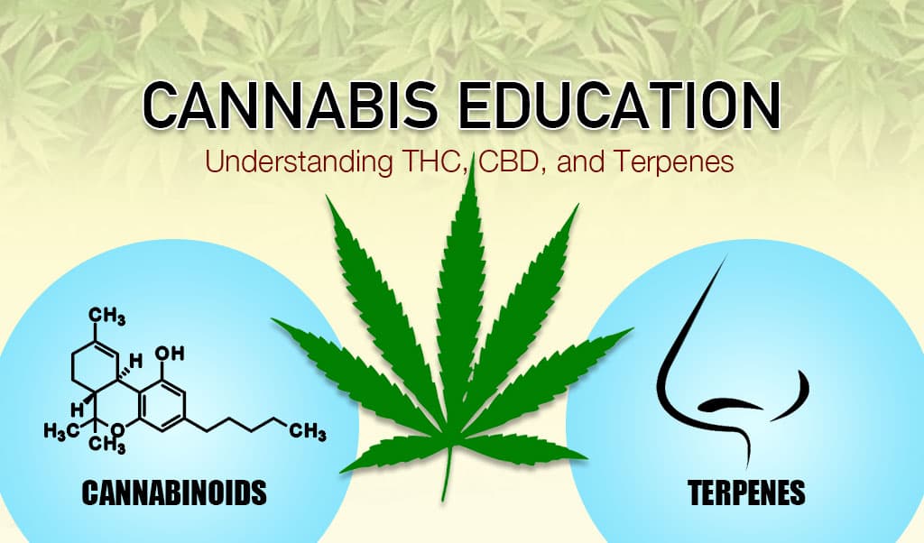 Cannabis Education: Understanding THC, CBD and Terpenes