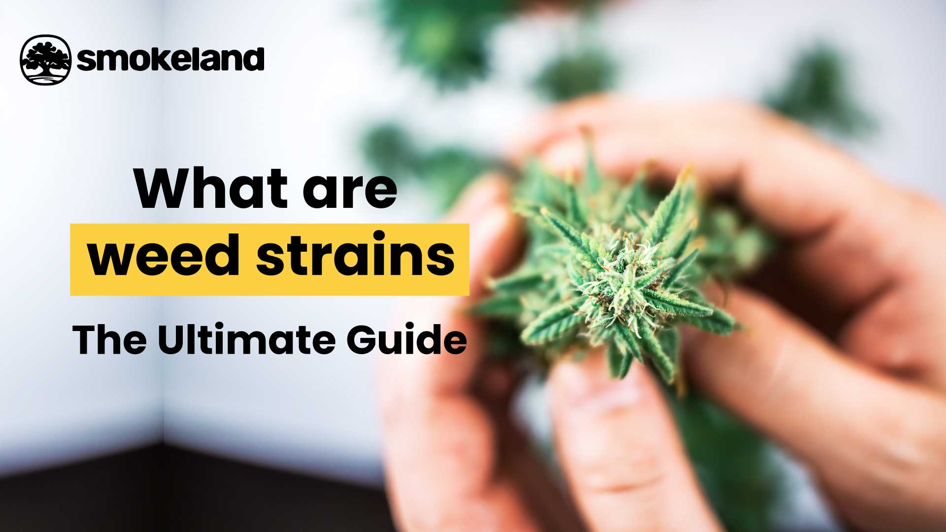 The Ultimate Guide to Weed Strains: Effects and How to Choose the Right strain