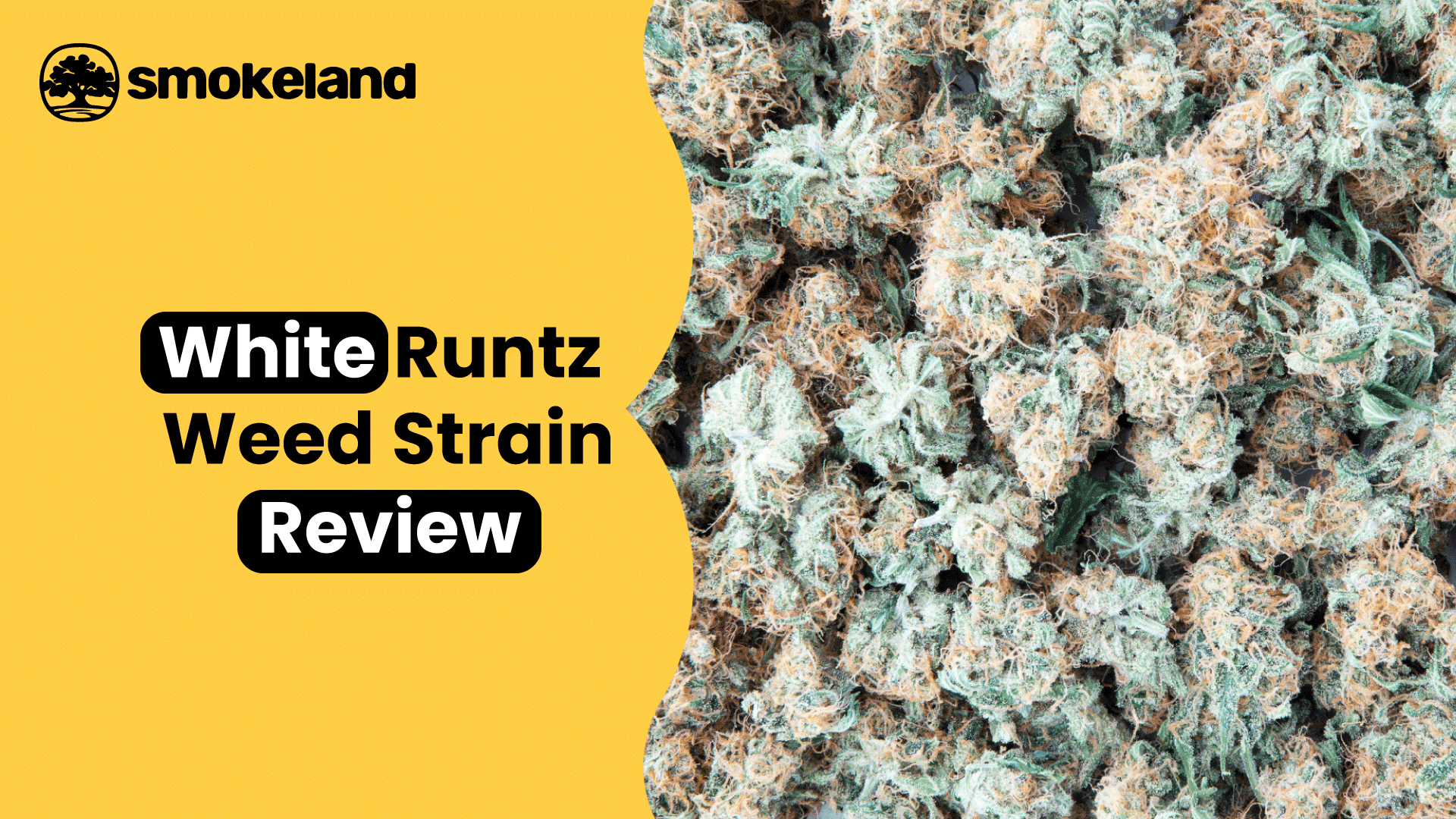 White Runtz Weed Strain Review: The Ultimate Exotic Experience