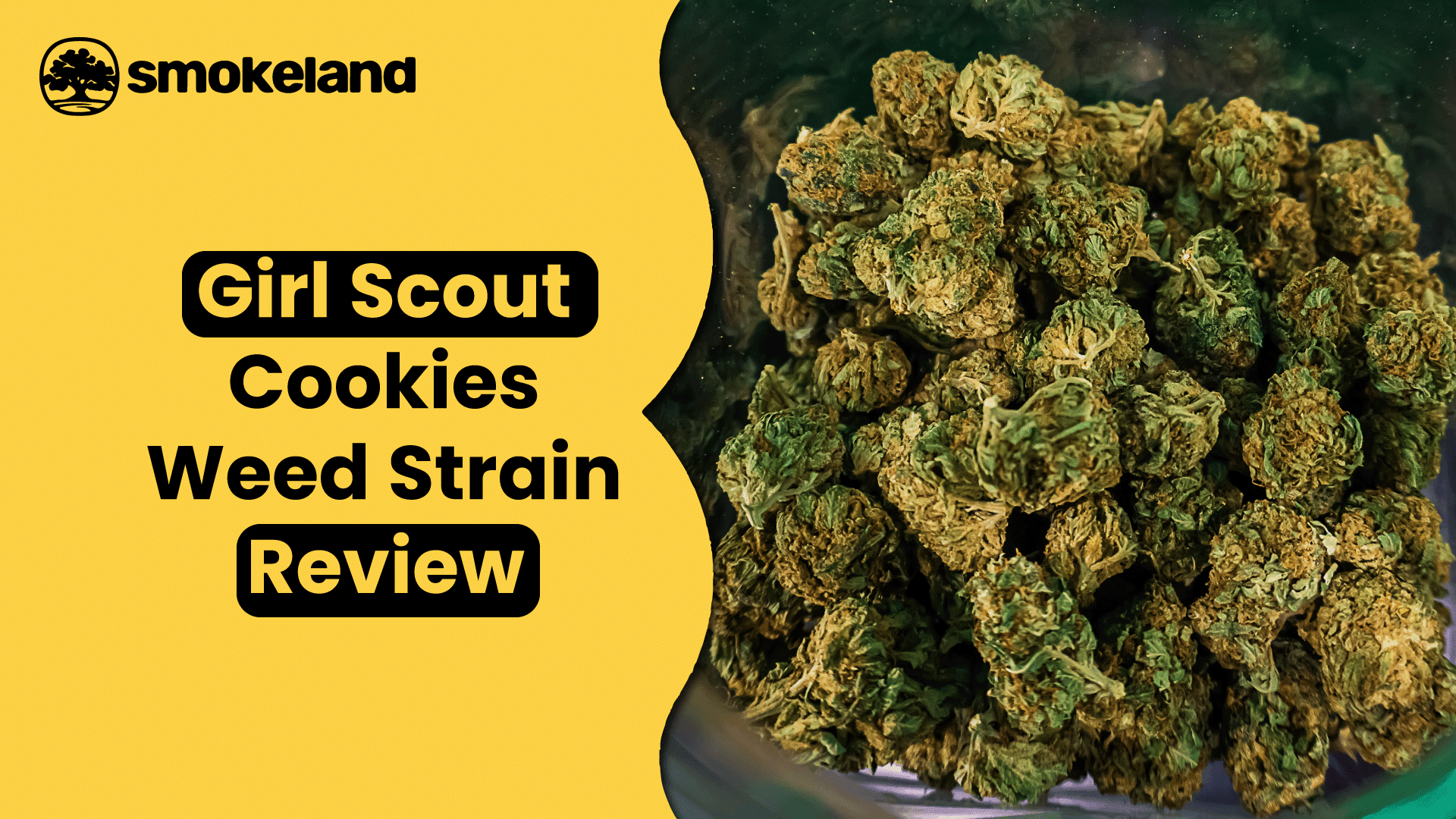 Girl Scout Cookies Strain Review: Effects, Flavors, and Benefits