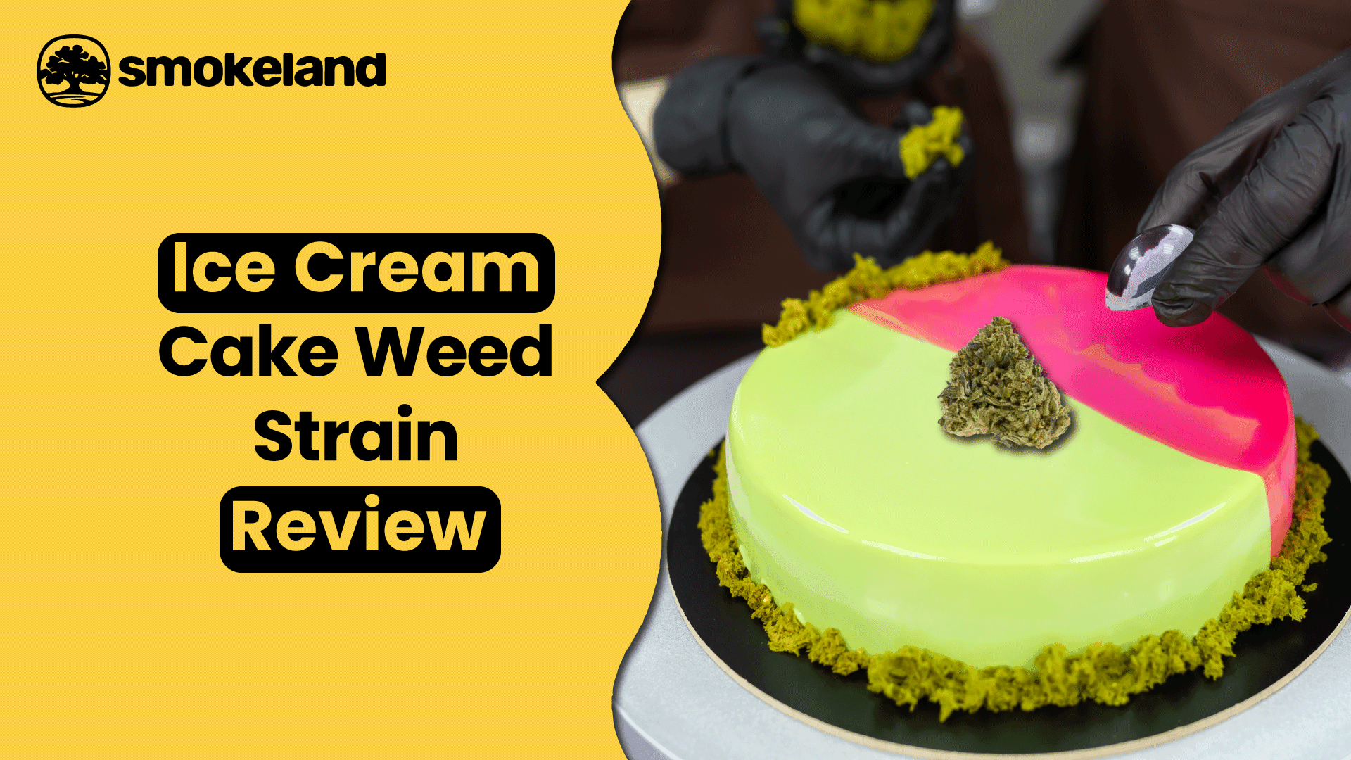 A Comprehensive Ice Cream Cake Weed Strain Review: A Smooth & Potent Delight