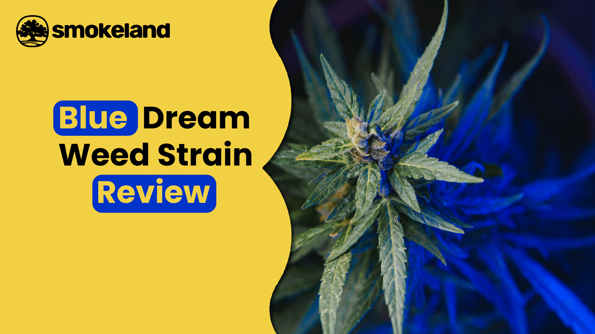 Blue Dream strain: Ultimate review and strain information 