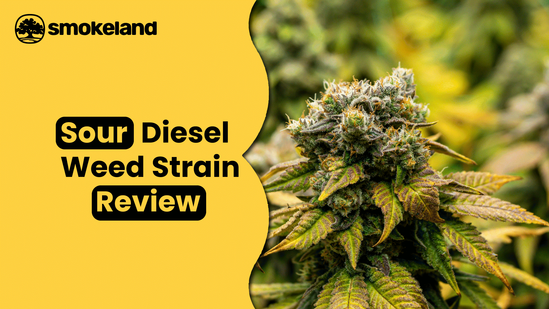 Sour Diesel Weed Strain: An Ultimate Guide to Effects, Flavor & Benefits