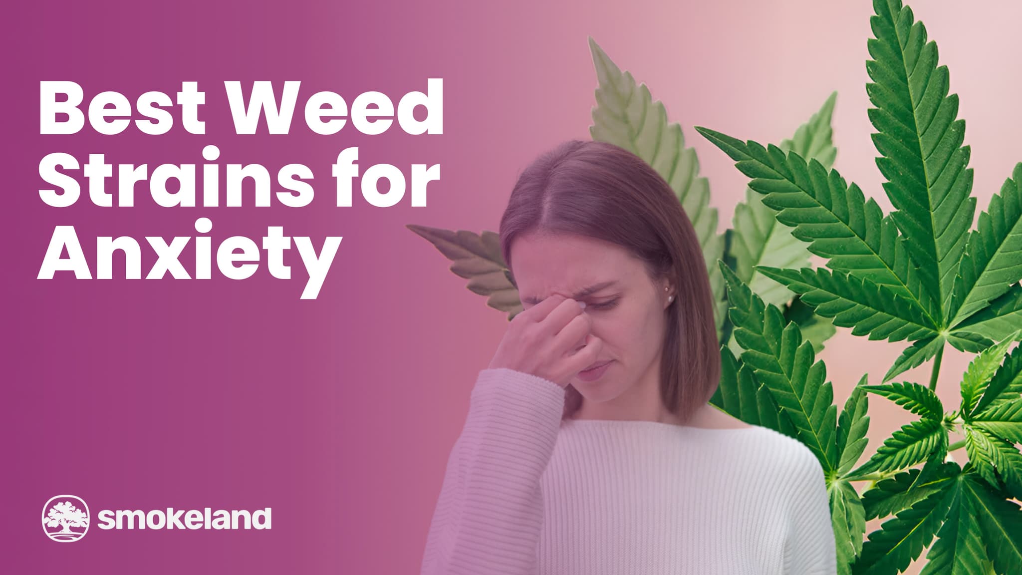 Best Weed strains for anxiety and Focus, and how to choose the right one