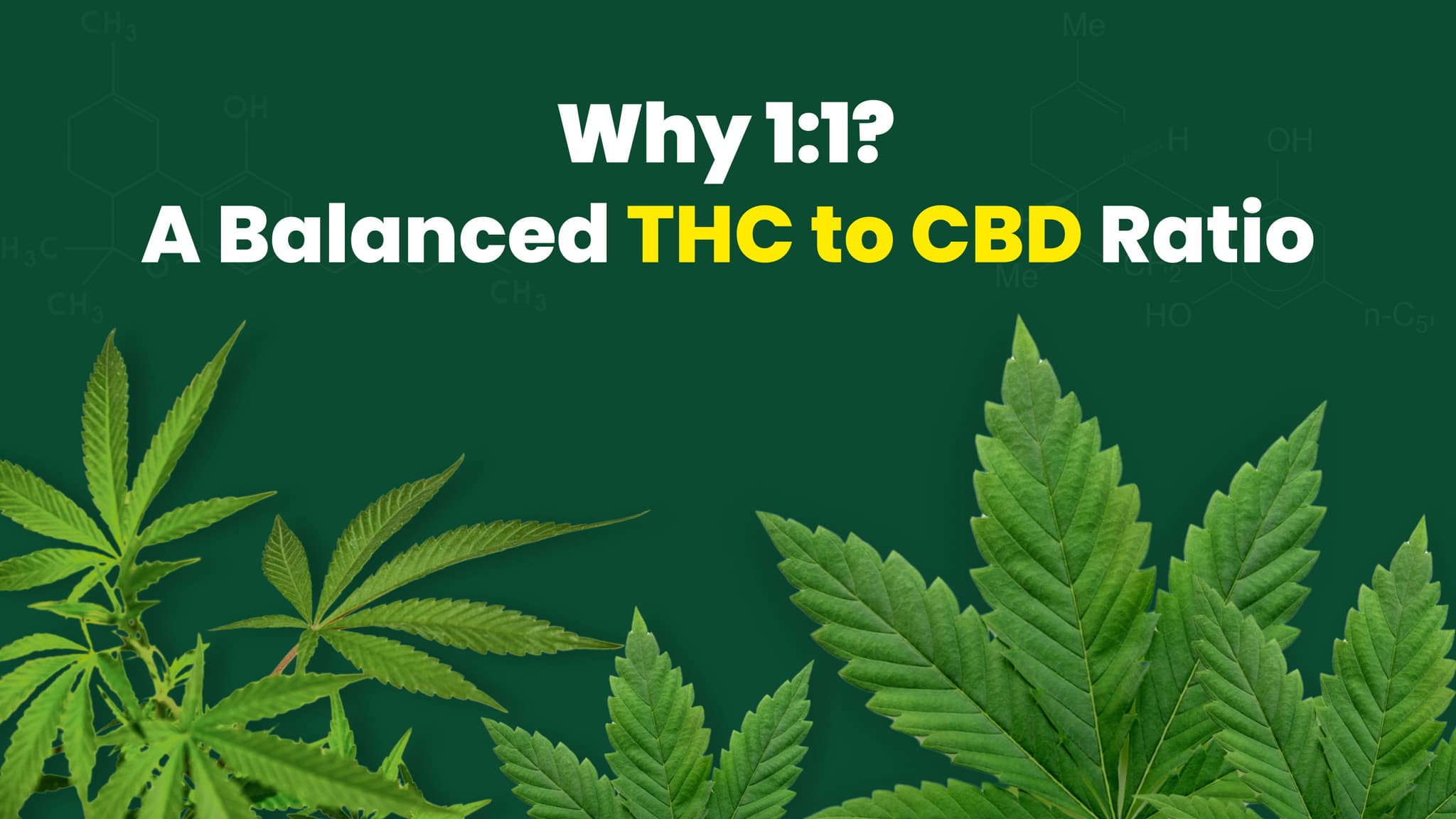 1 to 1 CBD THC Ratio: Why it’s The Ideal for Your Body and Mind