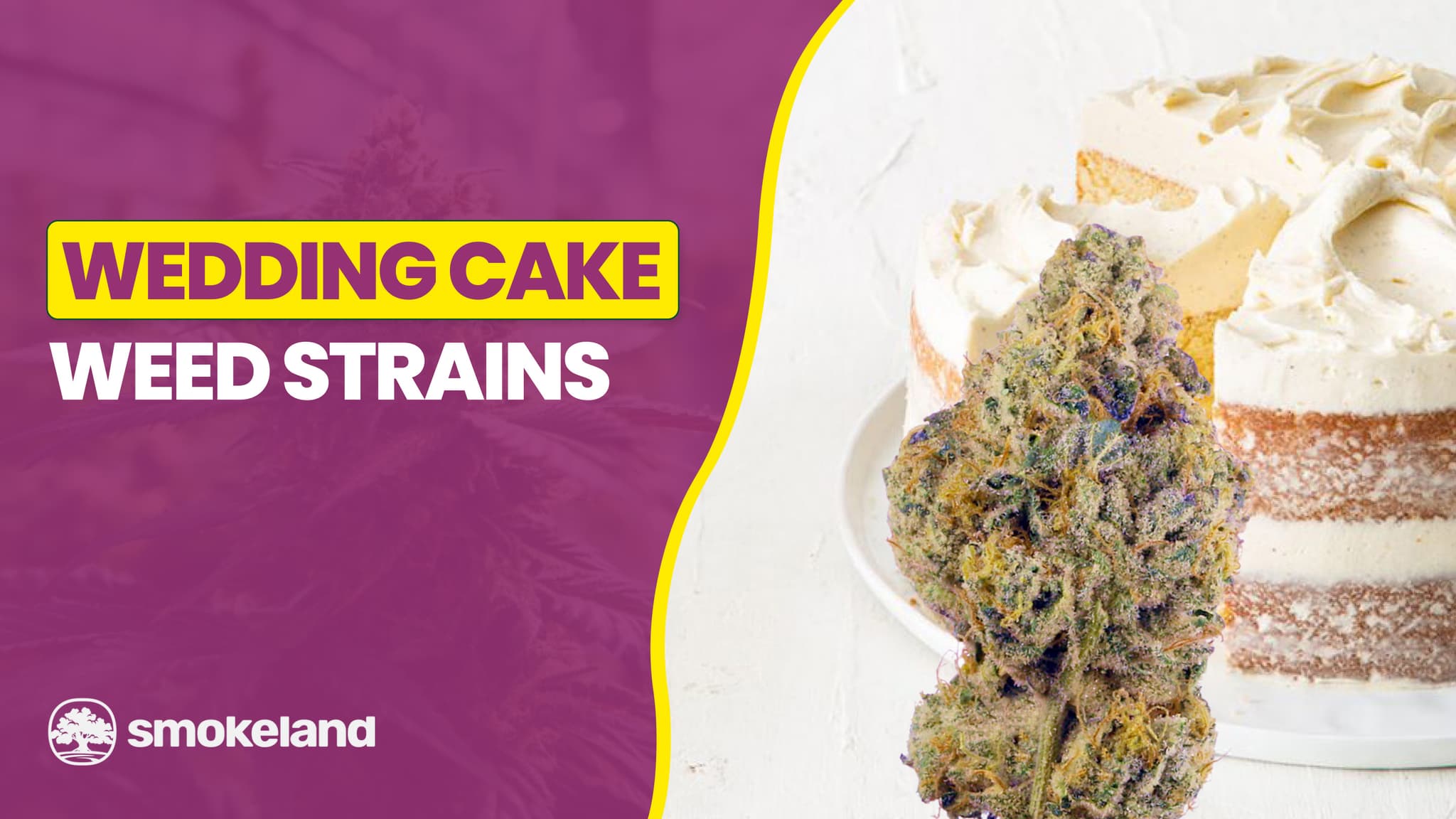 Wedding Cake Strain: The Ultimate Guide to This Sweet Hybrid