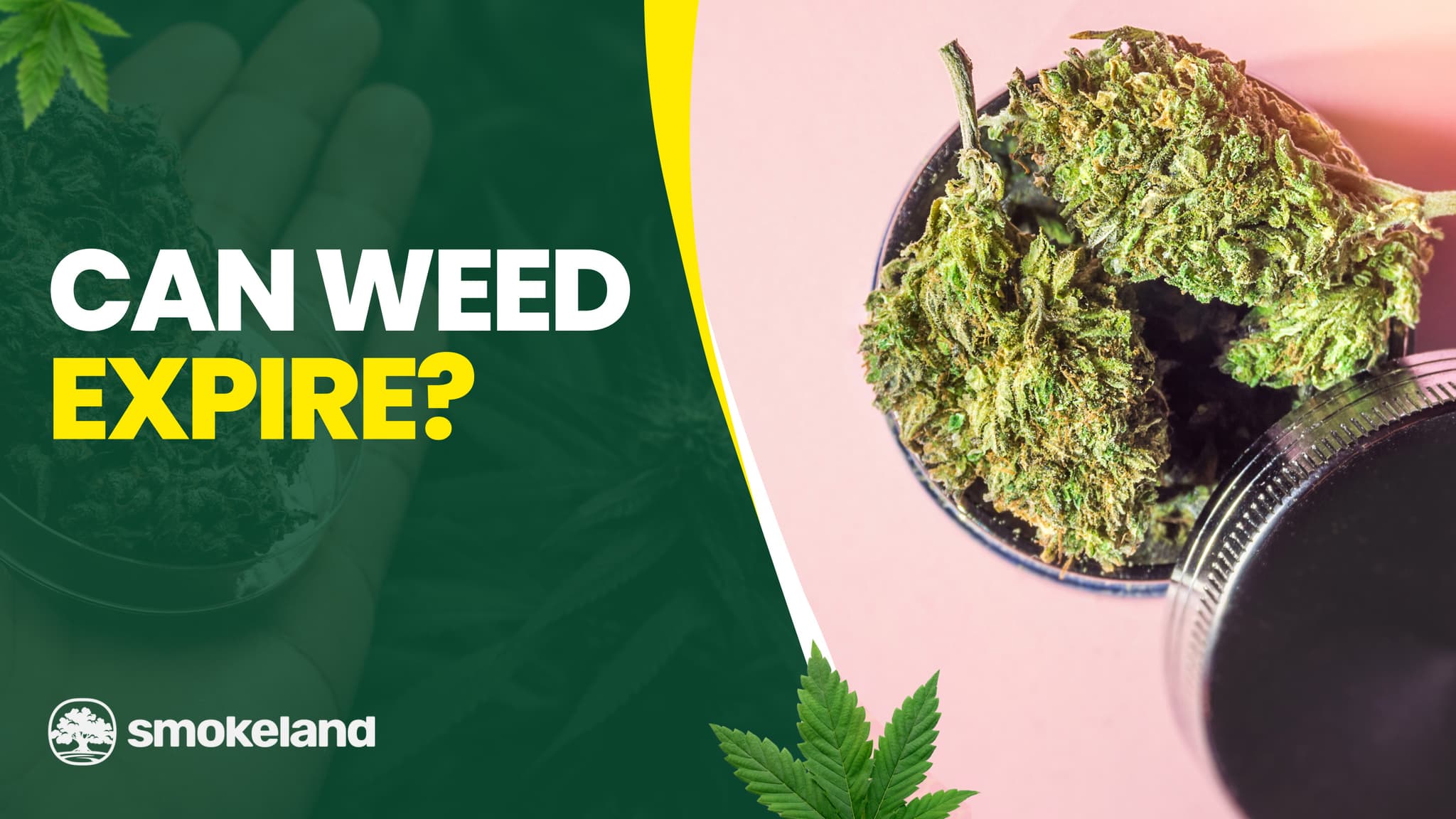 Can Weed Expire? How to Tell If Your Cannabis Has Gone Bad