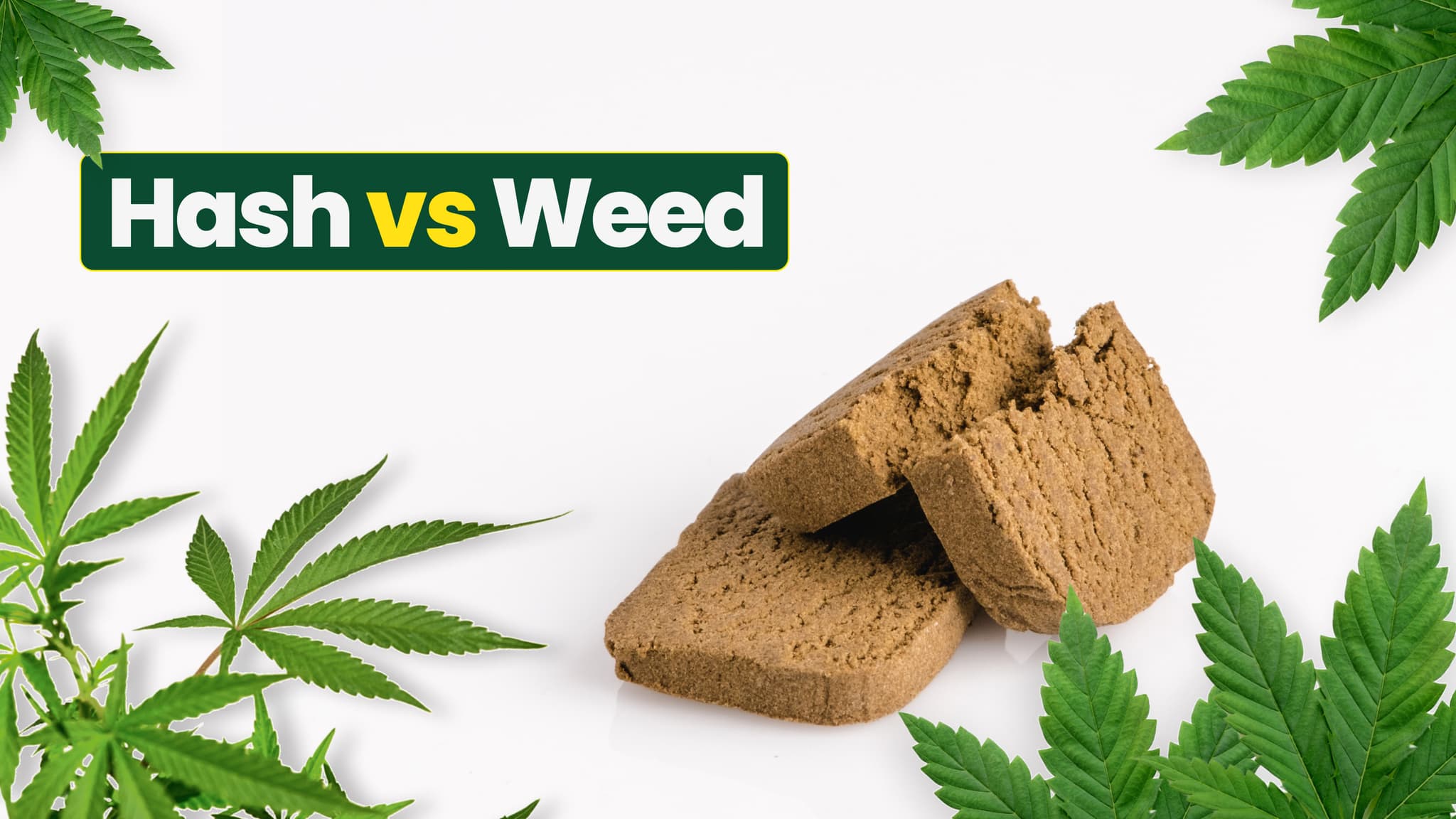 Hash vs Weed: What's the Difference and Which One Should You Use?