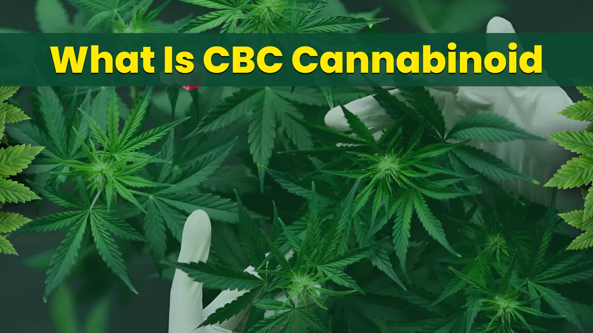 What Is CBC Cannabinoid and How Does It Differ from CBD and THC?