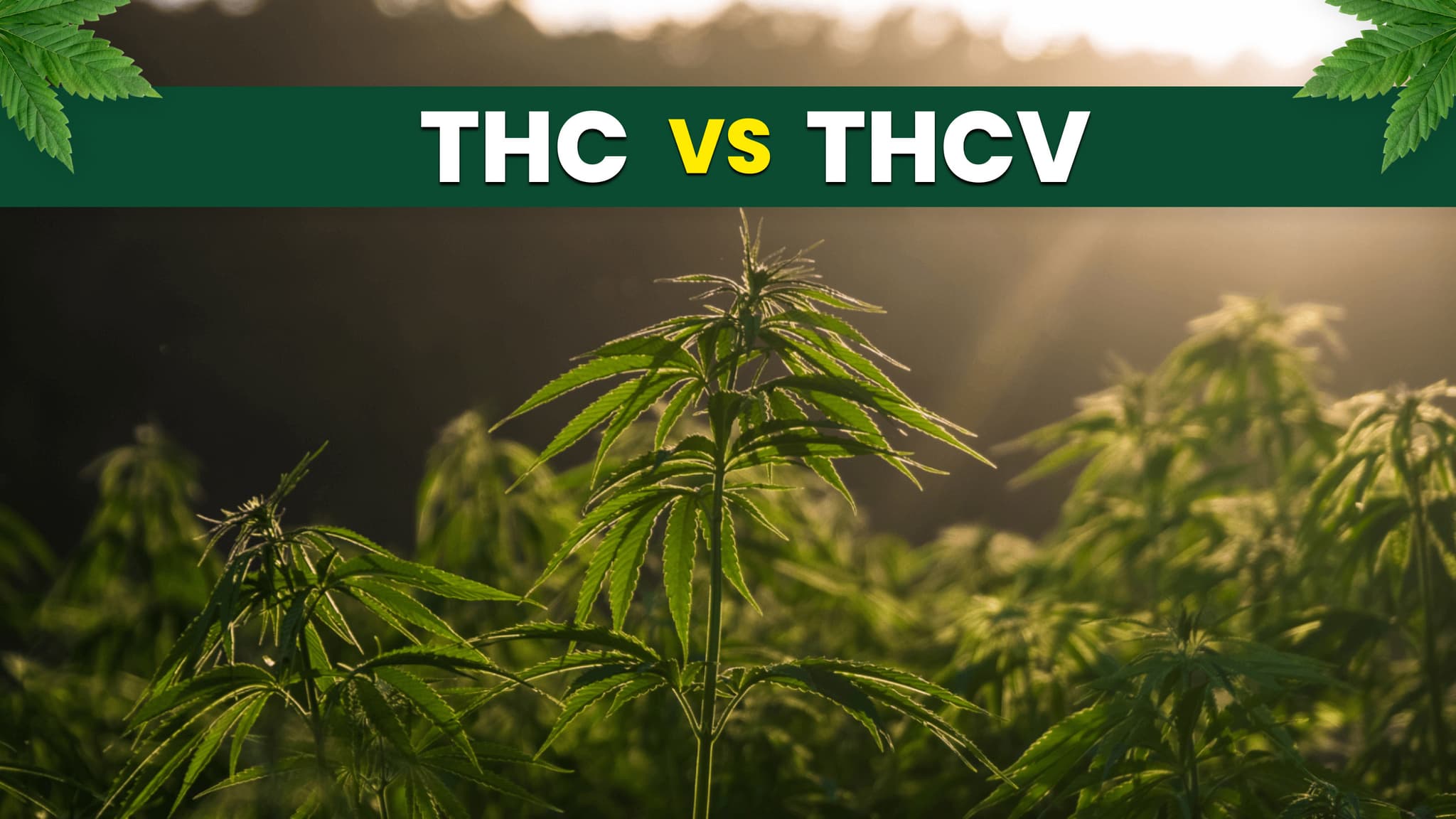 THC vs THCV: A Guide to the Differences & Benefits