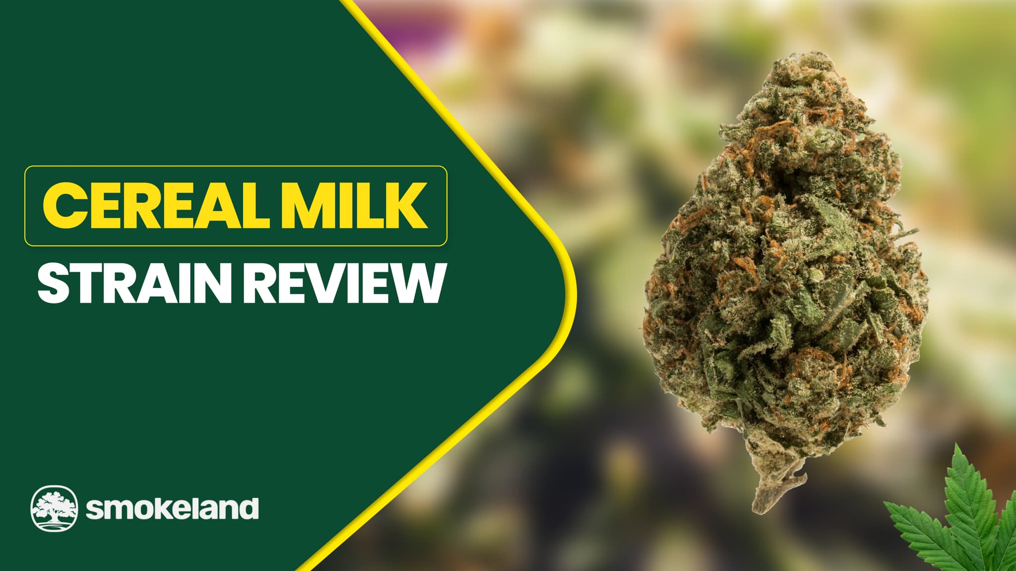 Cereal Milk Strain Review: Is It Worth the Hype?