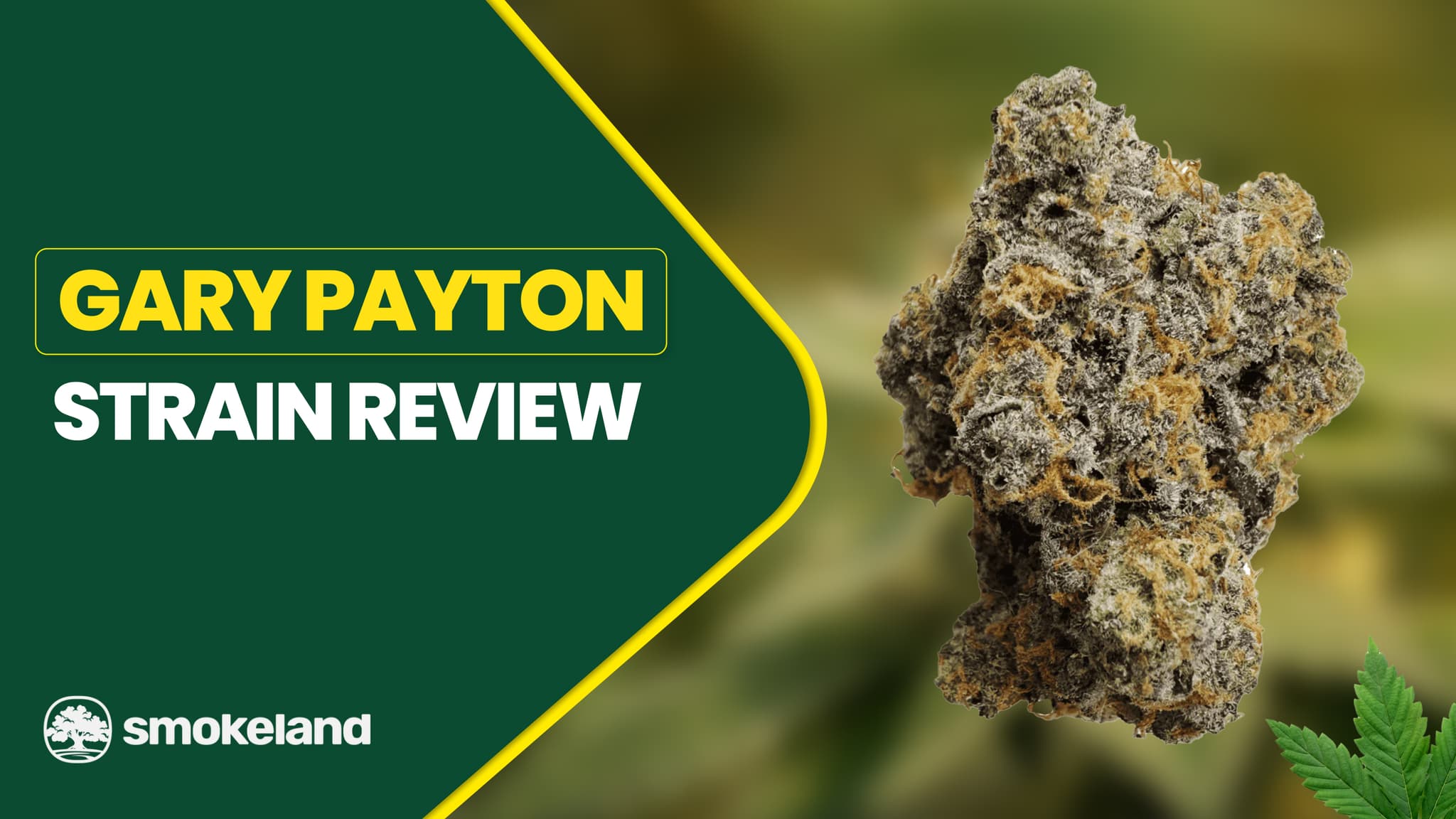 Gary Payton Strain Review: Characteristics, terpene profile, effects, and benefits