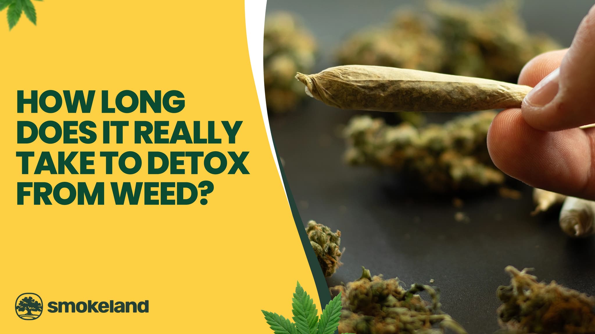How Long Does It Really Take to Detox from Weed? The Ultimate Guide