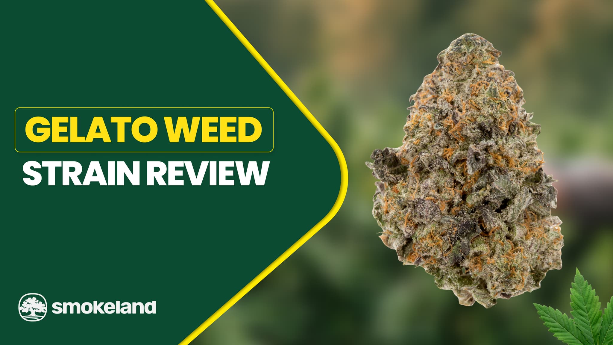 Gelato Weed Strain: A Sweet Strain for Both Recreational and Medicinal Use