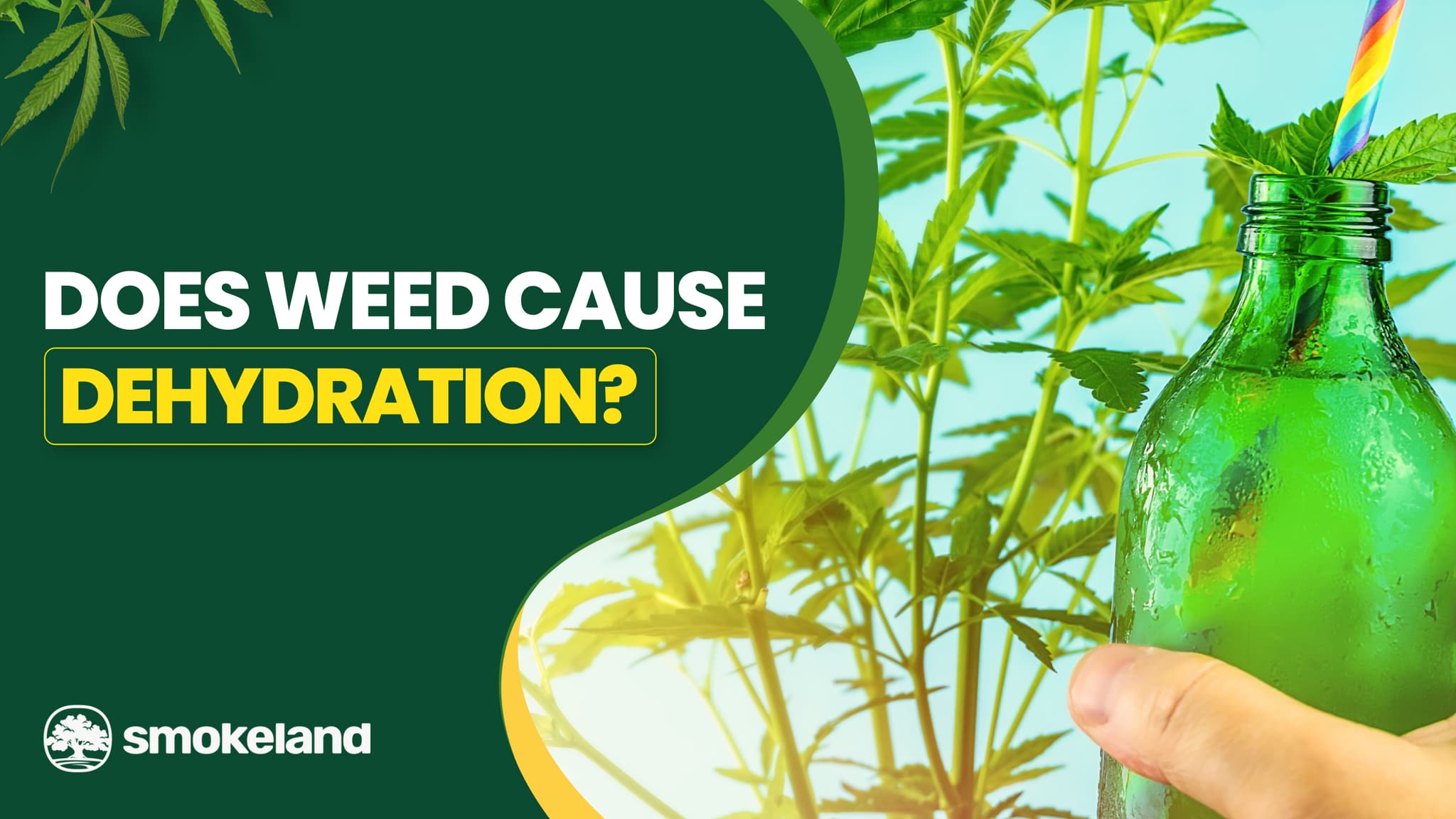 Does Weed Cause Dehydration? Everything You Need to Know