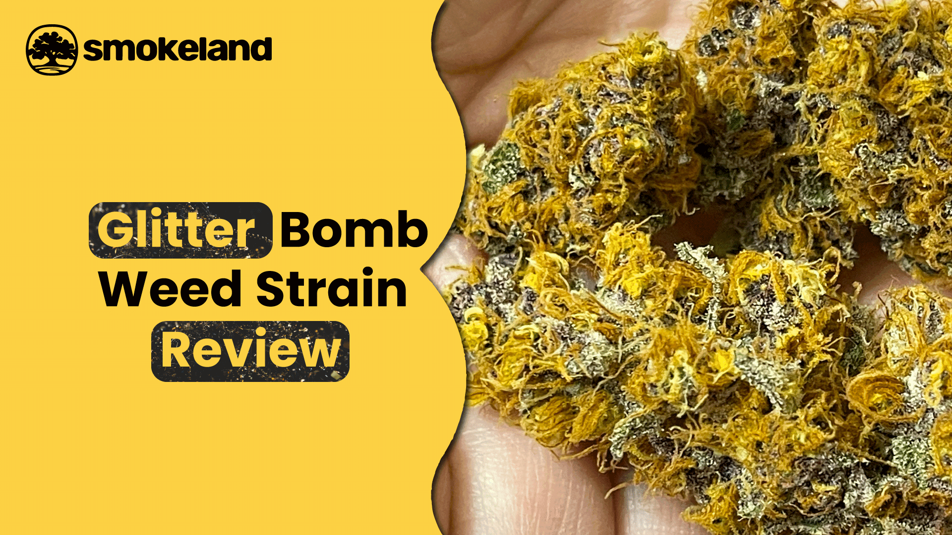 Glitter Bomb Strain: A Sparkling New Star in Cannabis?
