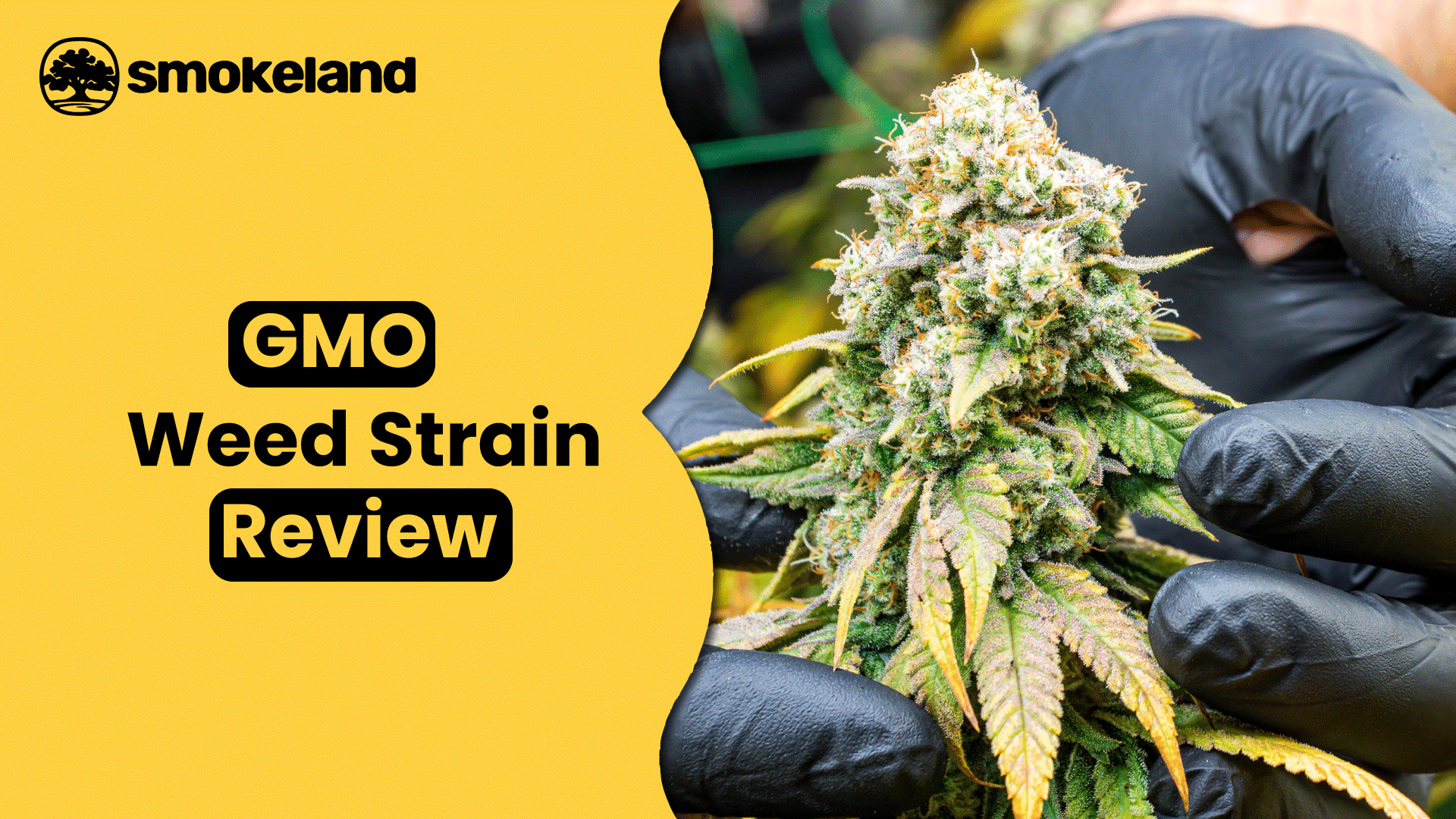 GMO Weed Strain Review: Powerful, Pungent & Potent