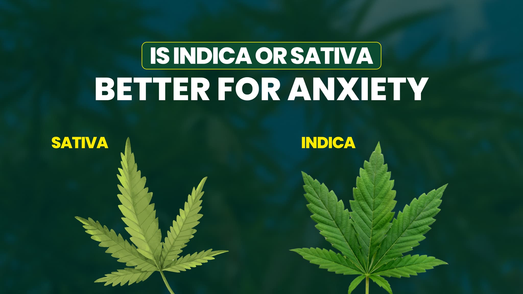 Is Indica or Sativa Better For Anxiety?