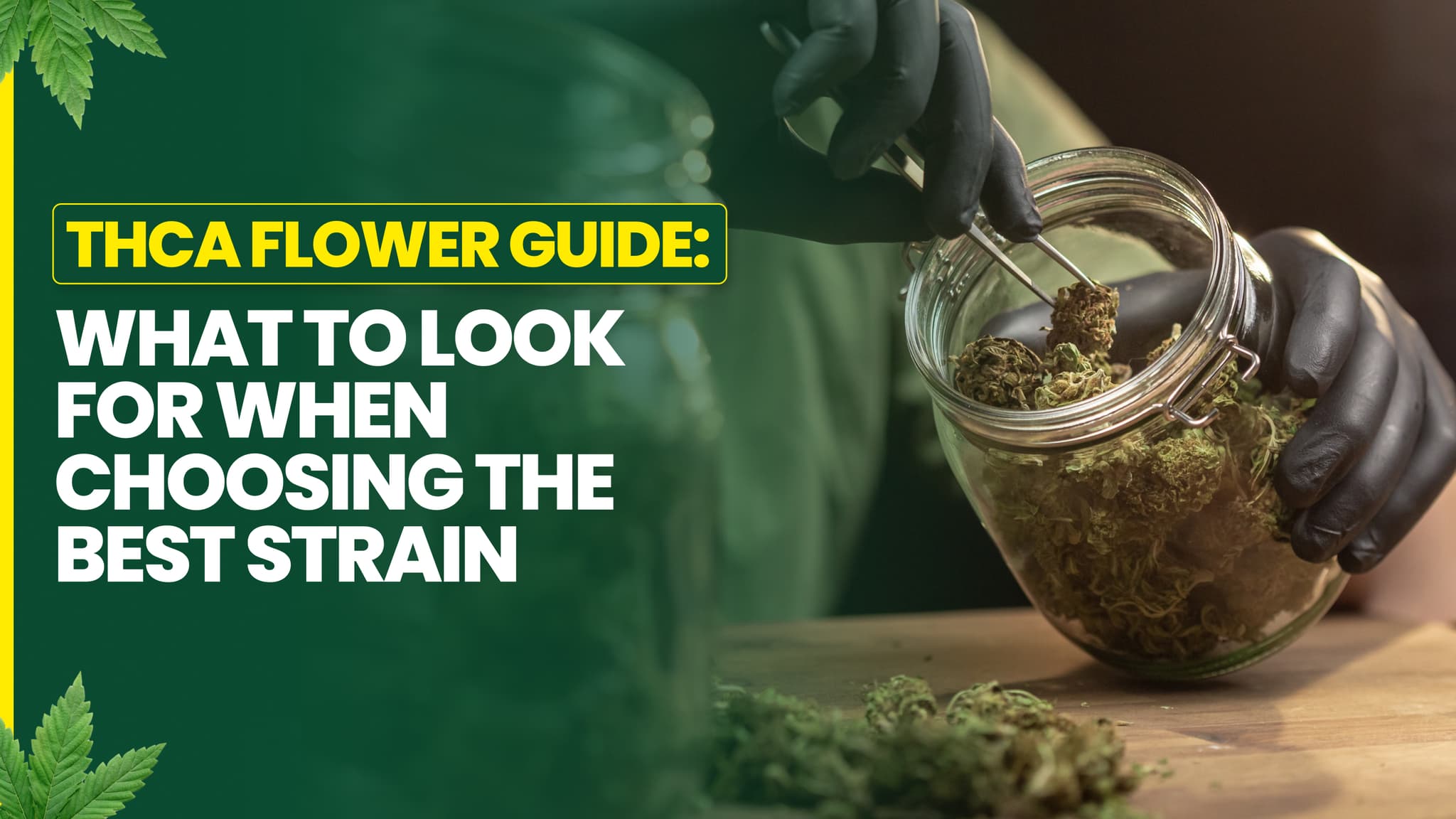 THCA Flower Guide: What to Look for When Choosing the Best Strain