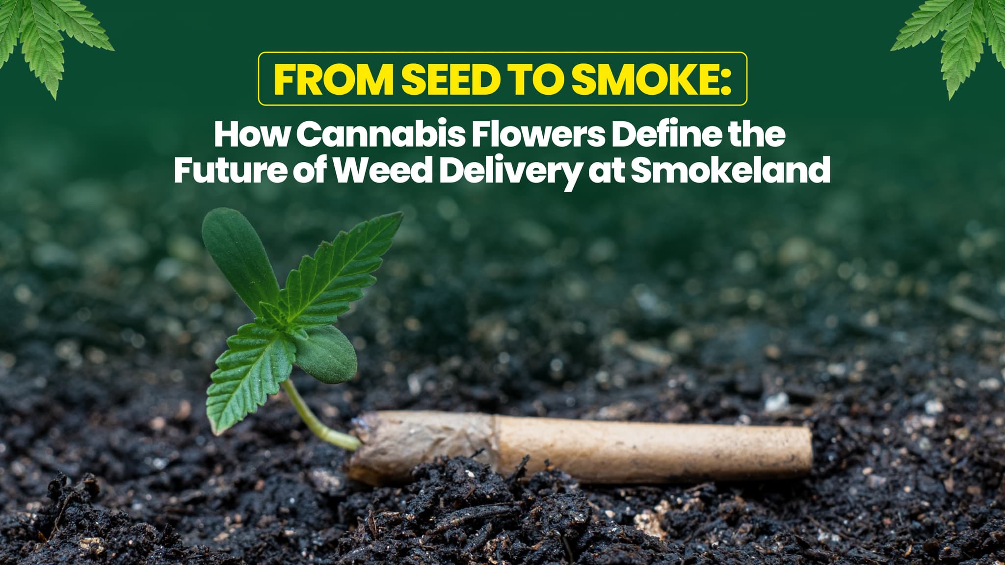 From Seed to Smoke: How Cannabis Flowers Define the Future of Weed Delivery at Smoakland