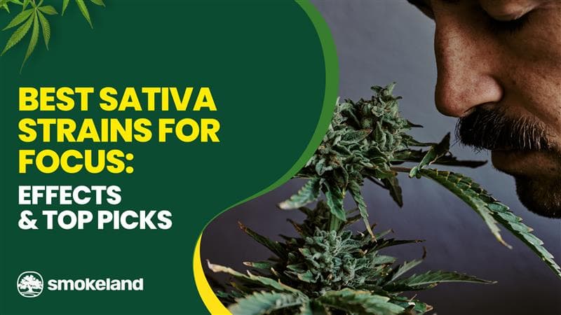 Best Sativa Strains for Focus: Effects & Top Picks