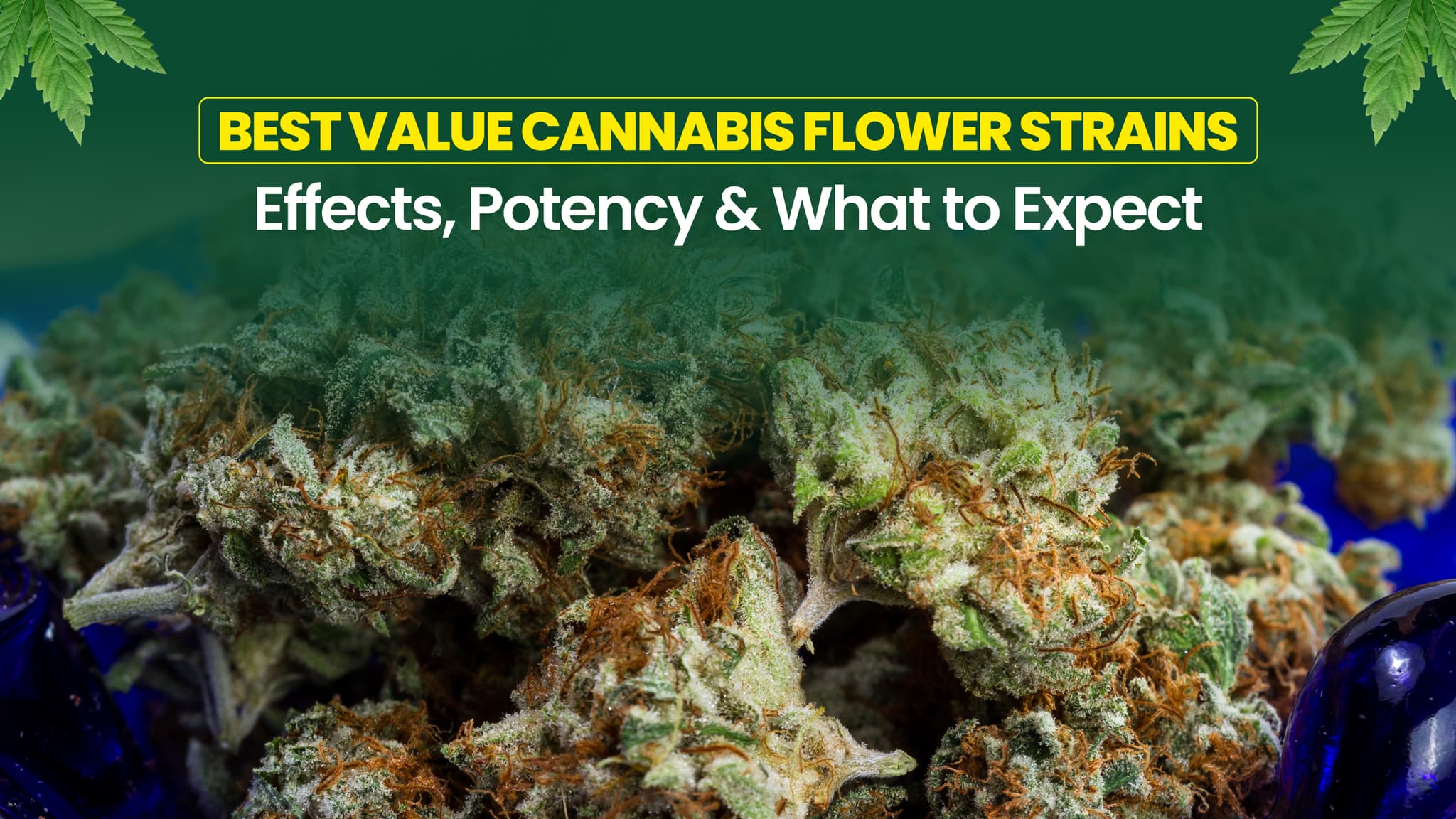 Best Value Cannabis Flower Strains: Effects, Potency & What to Expect