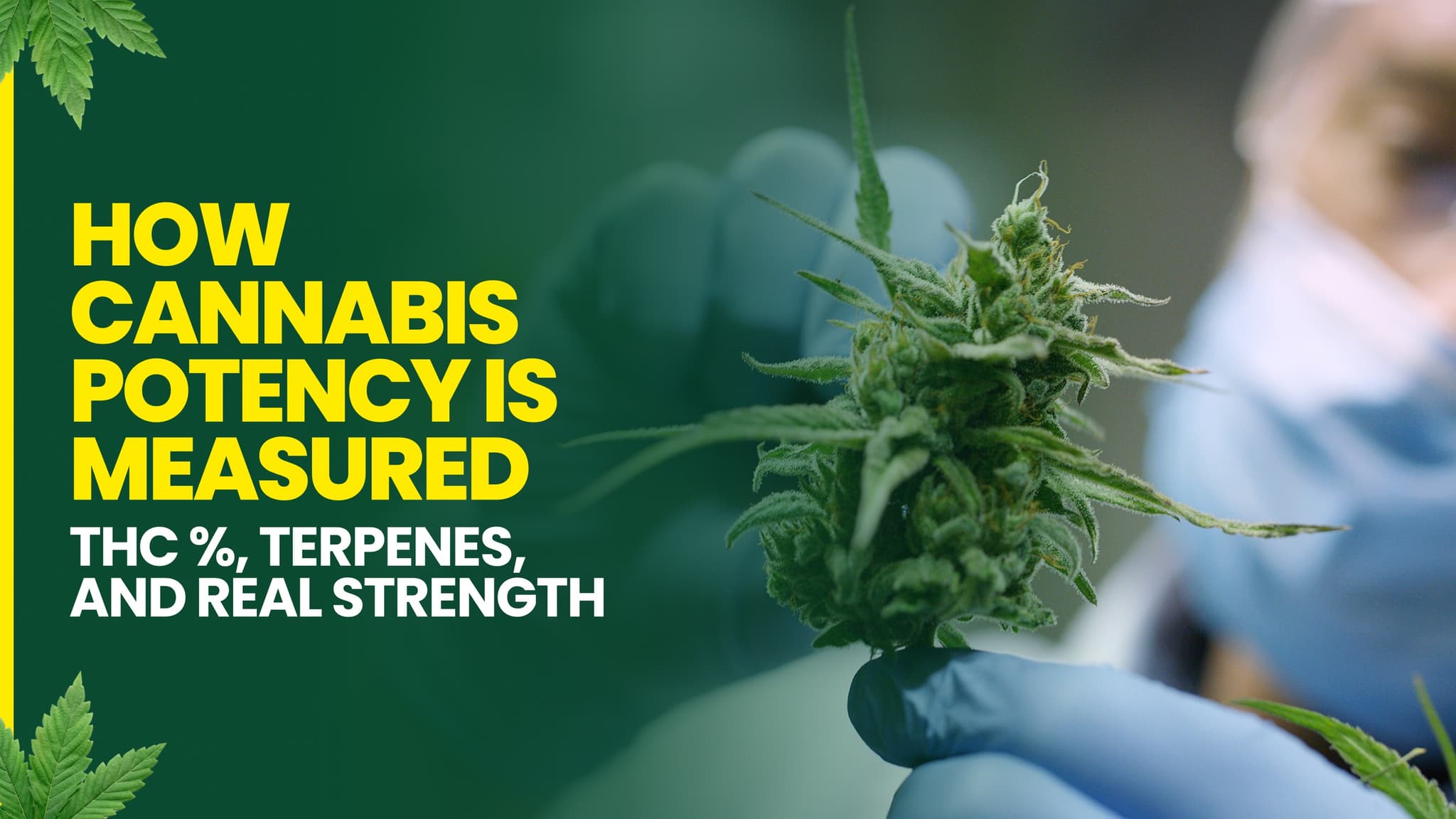 How Cannabis Potency Is Measured: THC %, Terpenes, and Real Strength