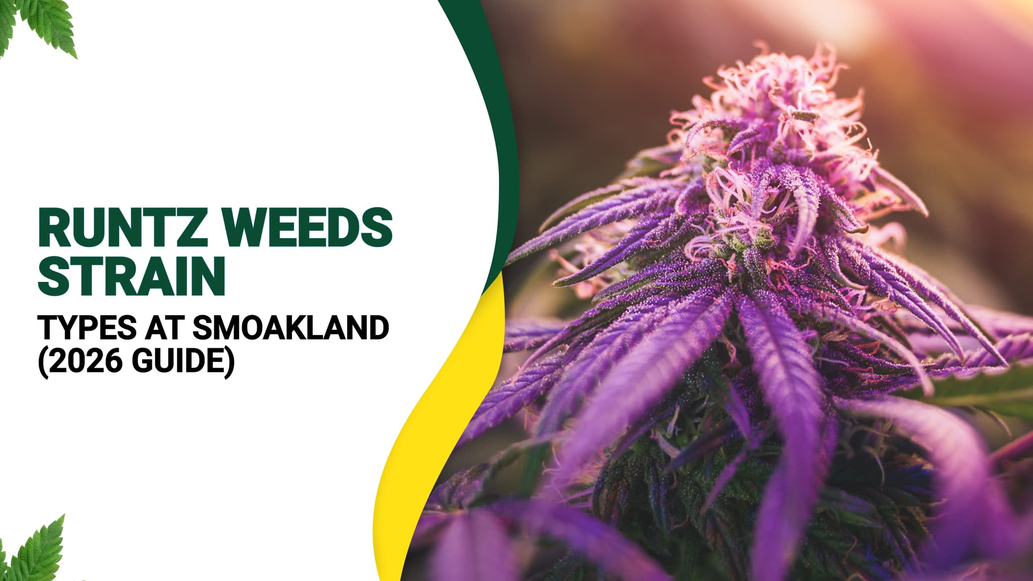 Runtz Weeds Strain Types at Smoakland (2026 Guide)
