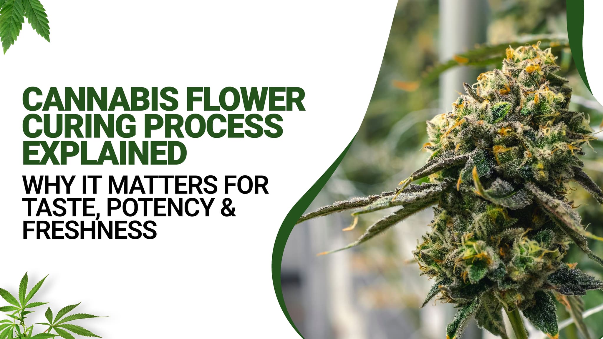 Cannabis Flower Curing Process Explained: Why It Matters for Taste, Potency & Freshness