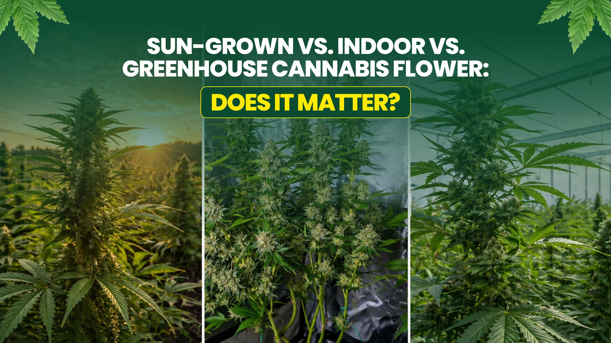 Sun-grown vs. indoor vs. greenhouse cannabis flower: does it matter?