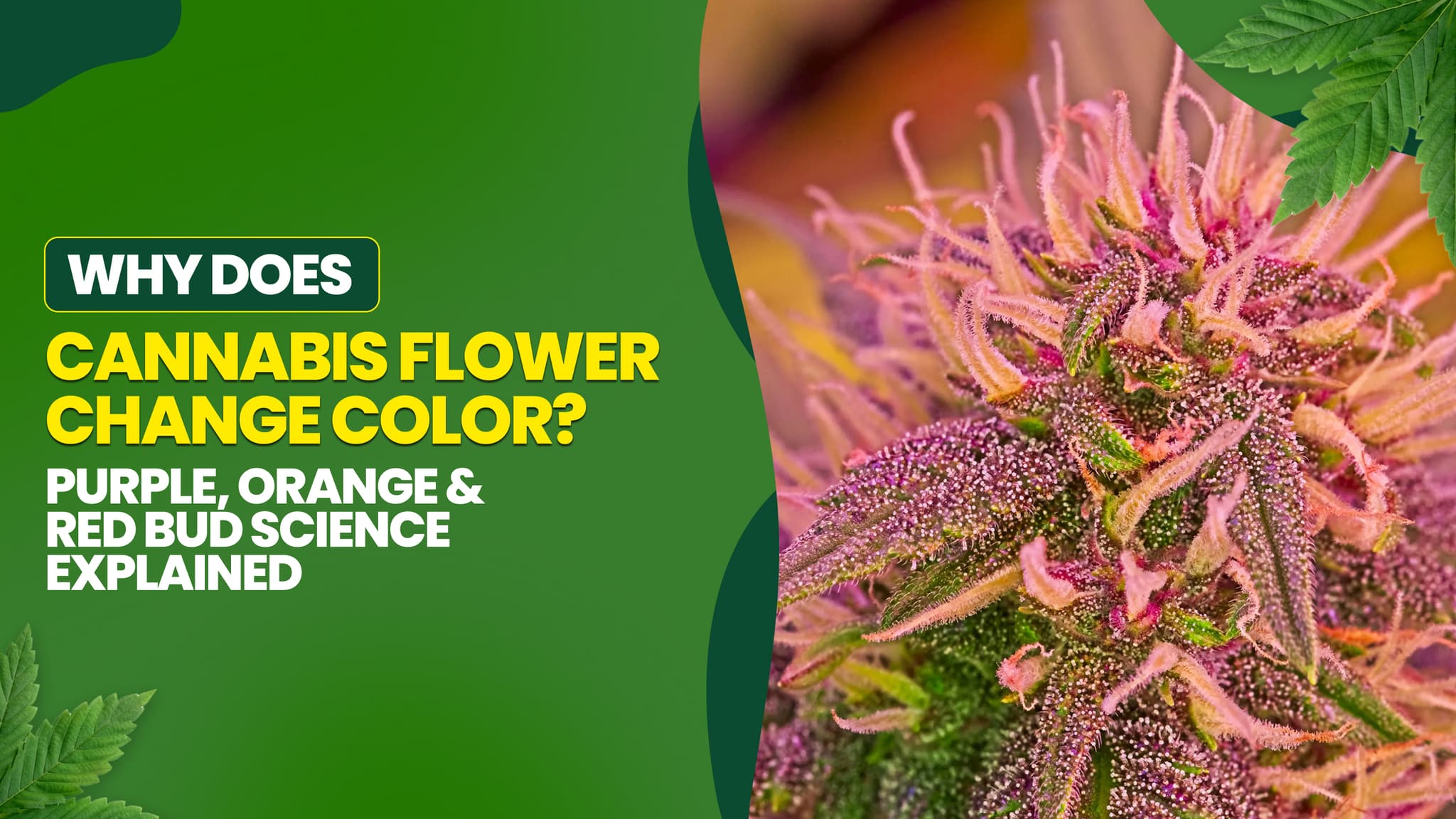 Why Does Cannabis Flower Change Color? Purple, Orange & Red Bud Science Explained