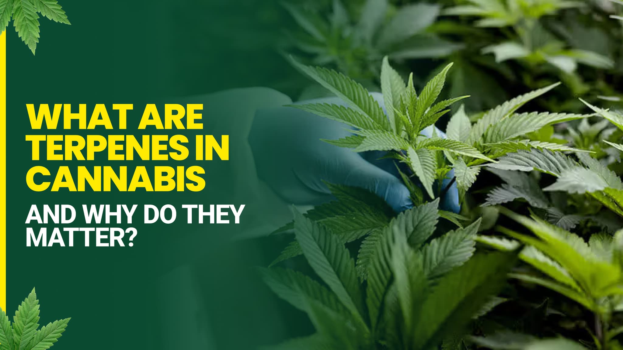 What Are Terpenes in Cannabis and Why Do They Matter?