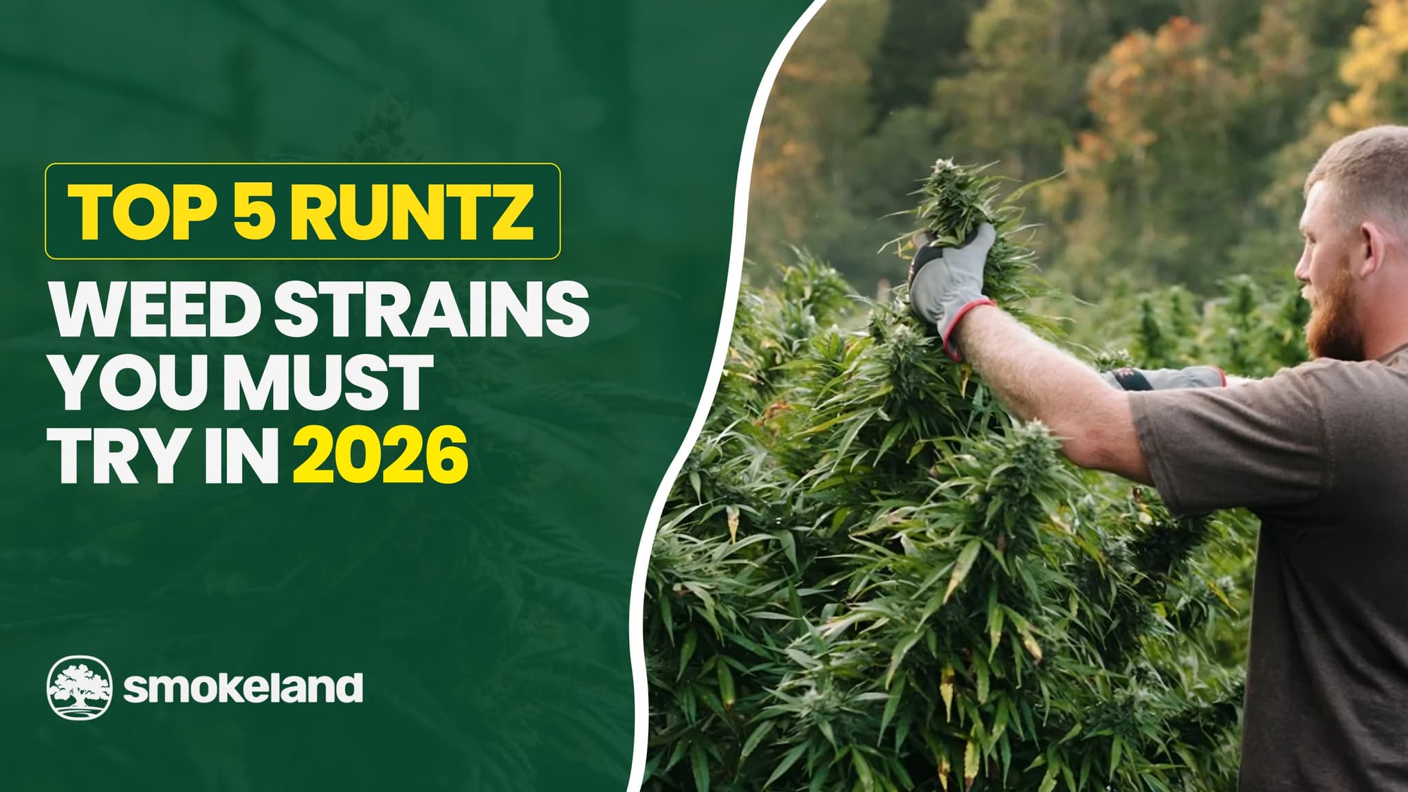 Top 5 Runtz Weed Strains You Must Try in 2026