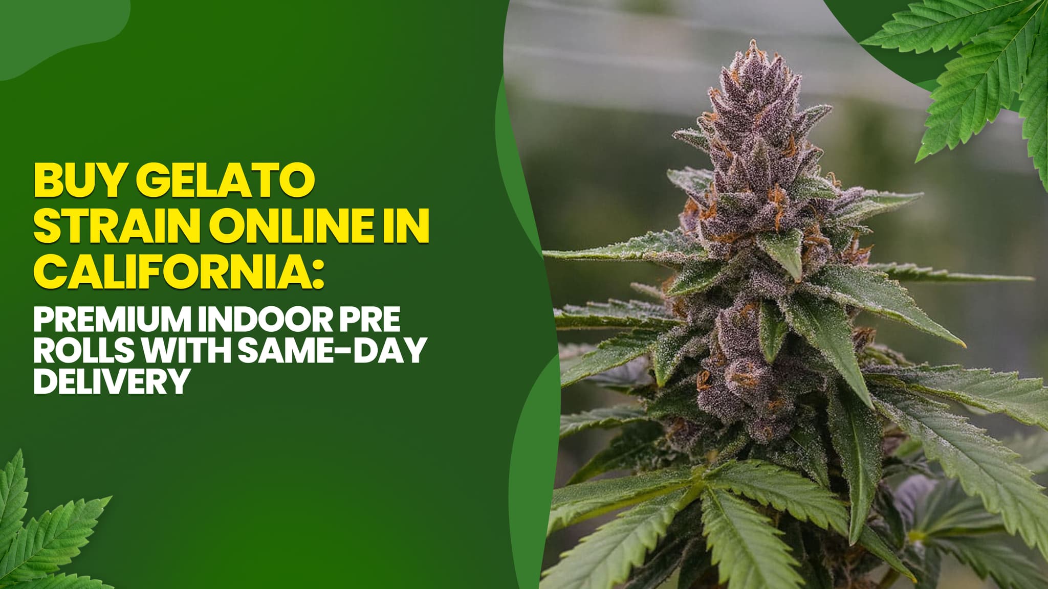 Buy Gelato Strain Online in California: Premium Indoor Pre rolls with Same-Day Delivery