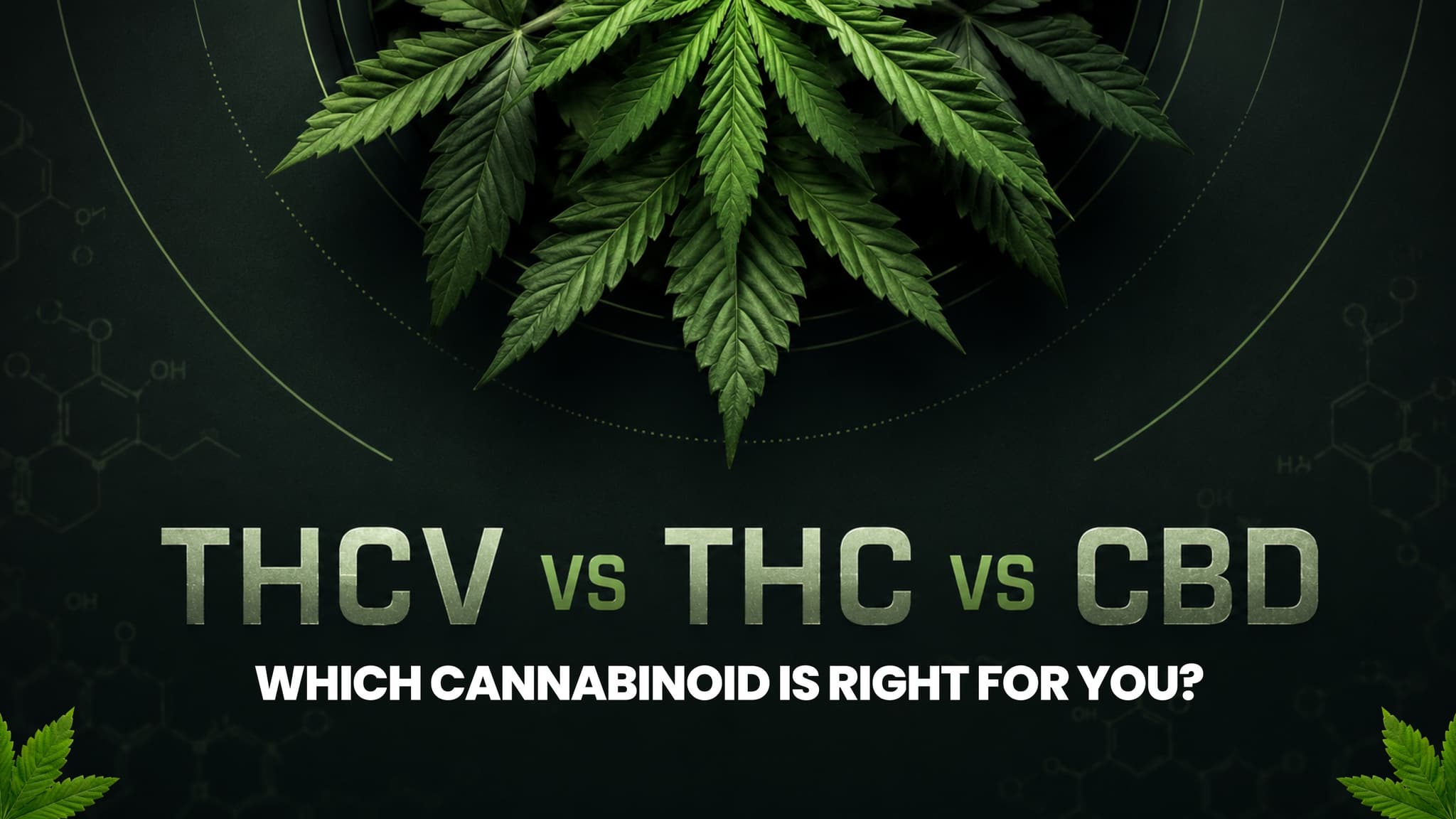 THCV vs THC vs CBD: Which Cannabinoid Is Right for You?