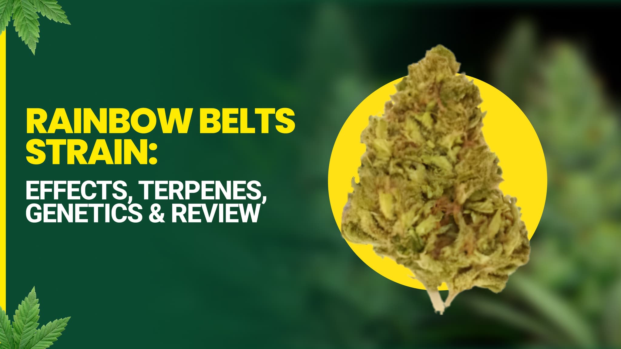 Rainbow Belts Strain: Effects, Terpenes, Genetics & Review