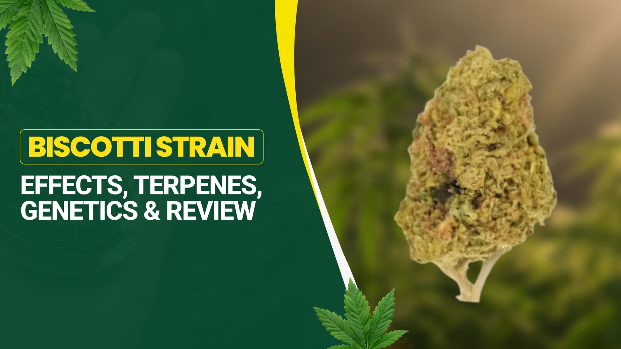 Biscotti Strain: Effects, Terpenes, Genetics & Review