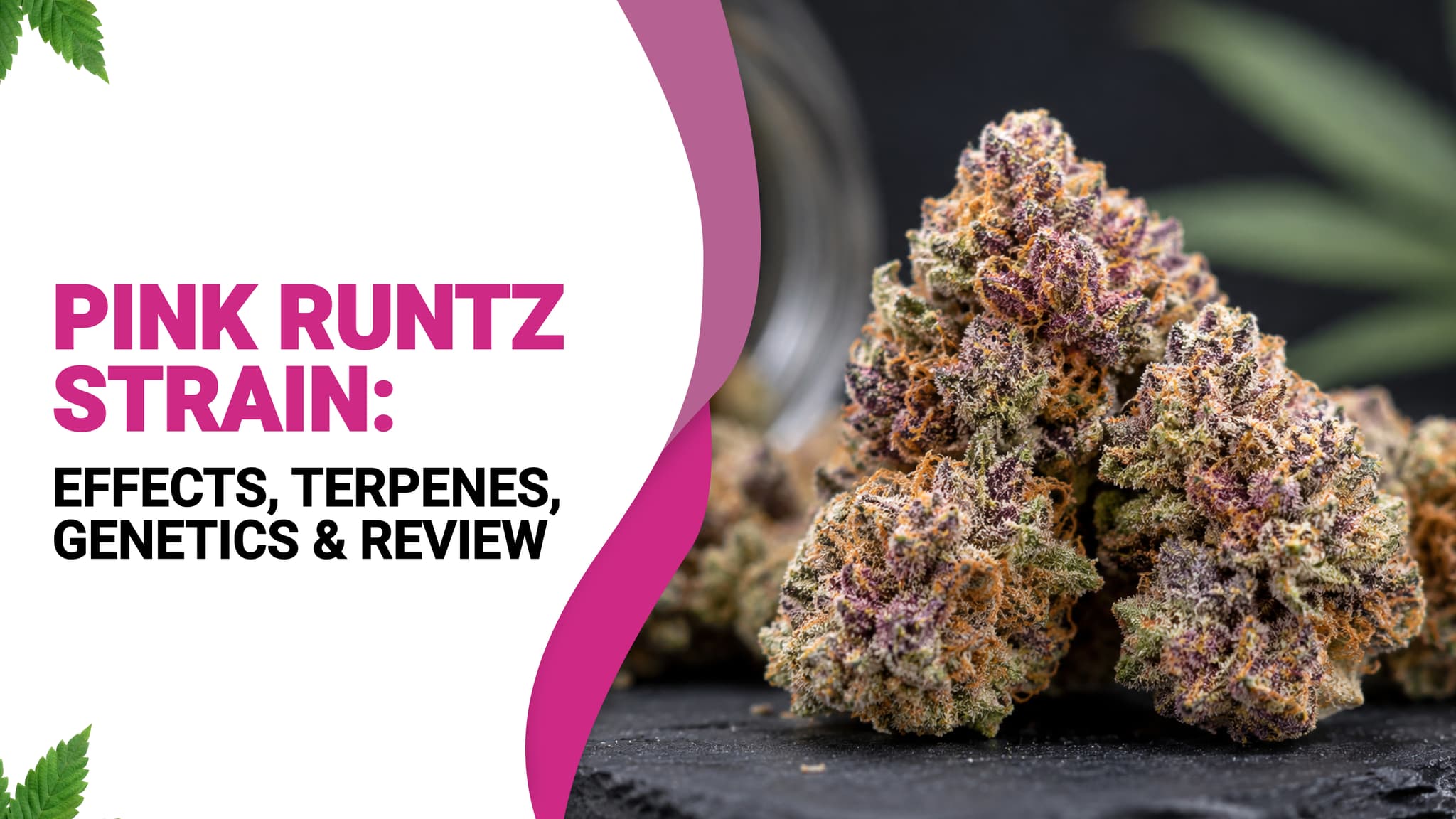 Pink Runtz Strain: Effects, Terpenes, Genetics & Review