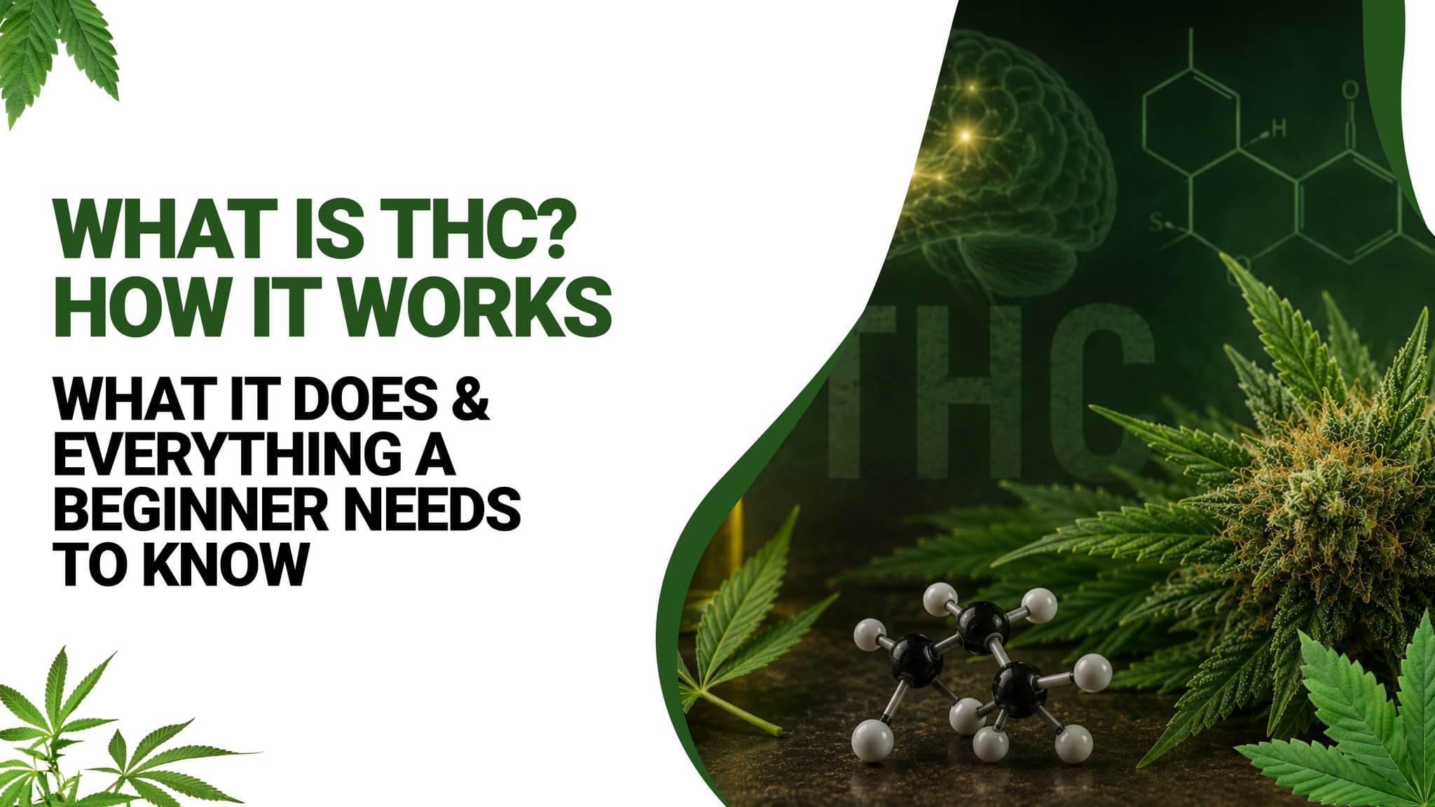 What Is THC? How It Works, What It Does & Everything a Beginner Needs to Know