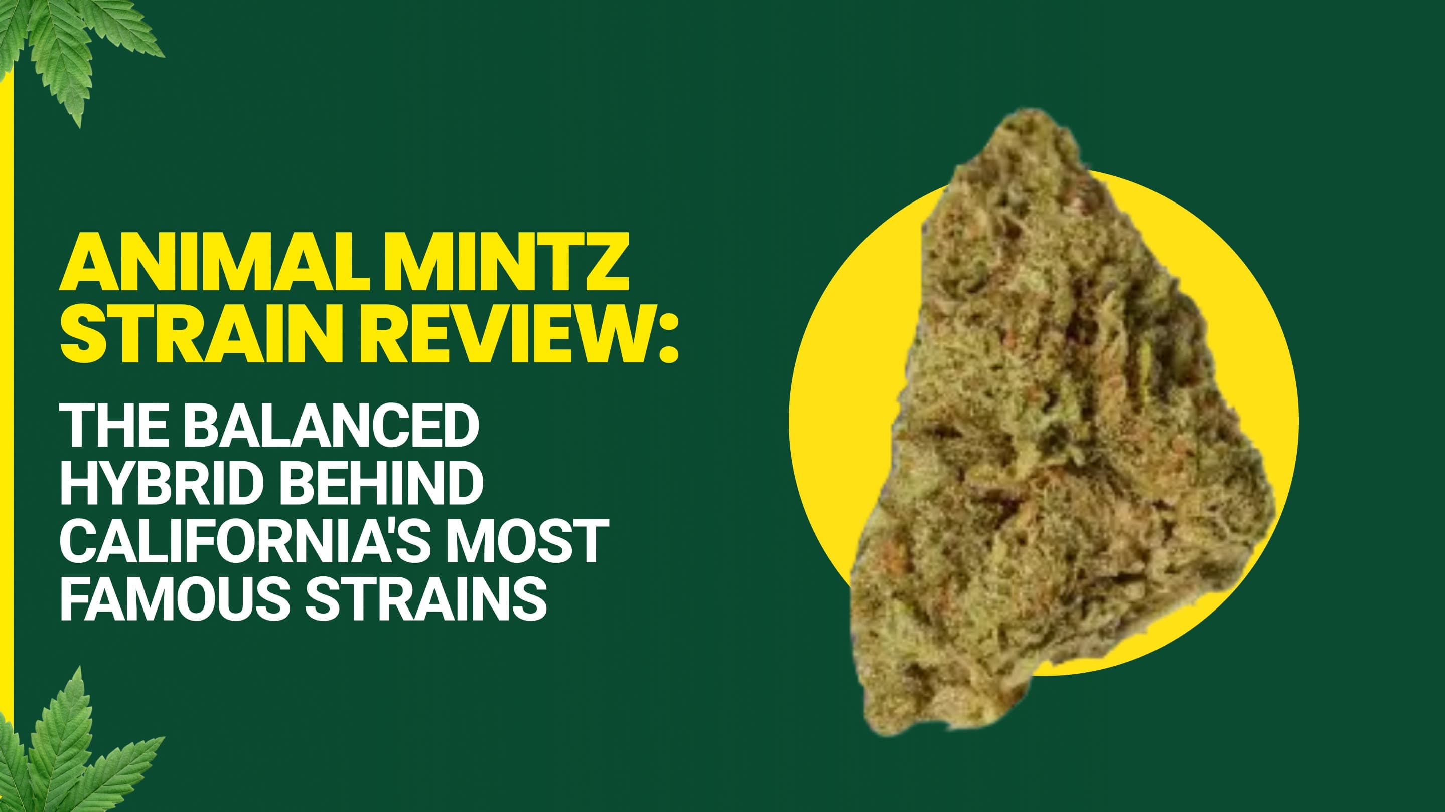 Animal Mintz Strain Review: The Balanced Hybrid Behind California's Most Famous Strains