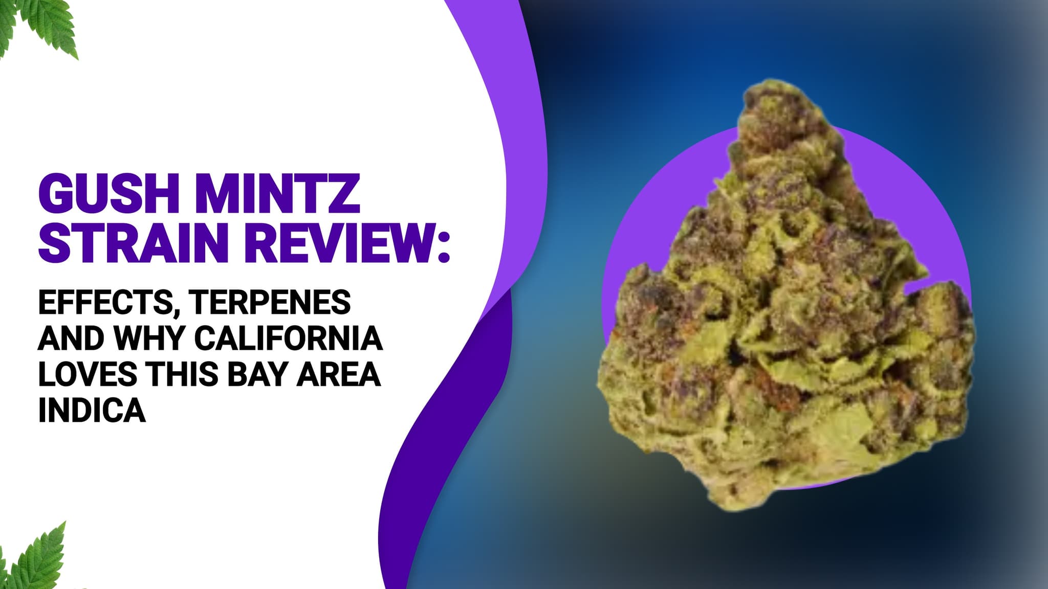 Gush Mintz Strain Review: Effects, Terpenes and Why California Loves This Bay Area Indica