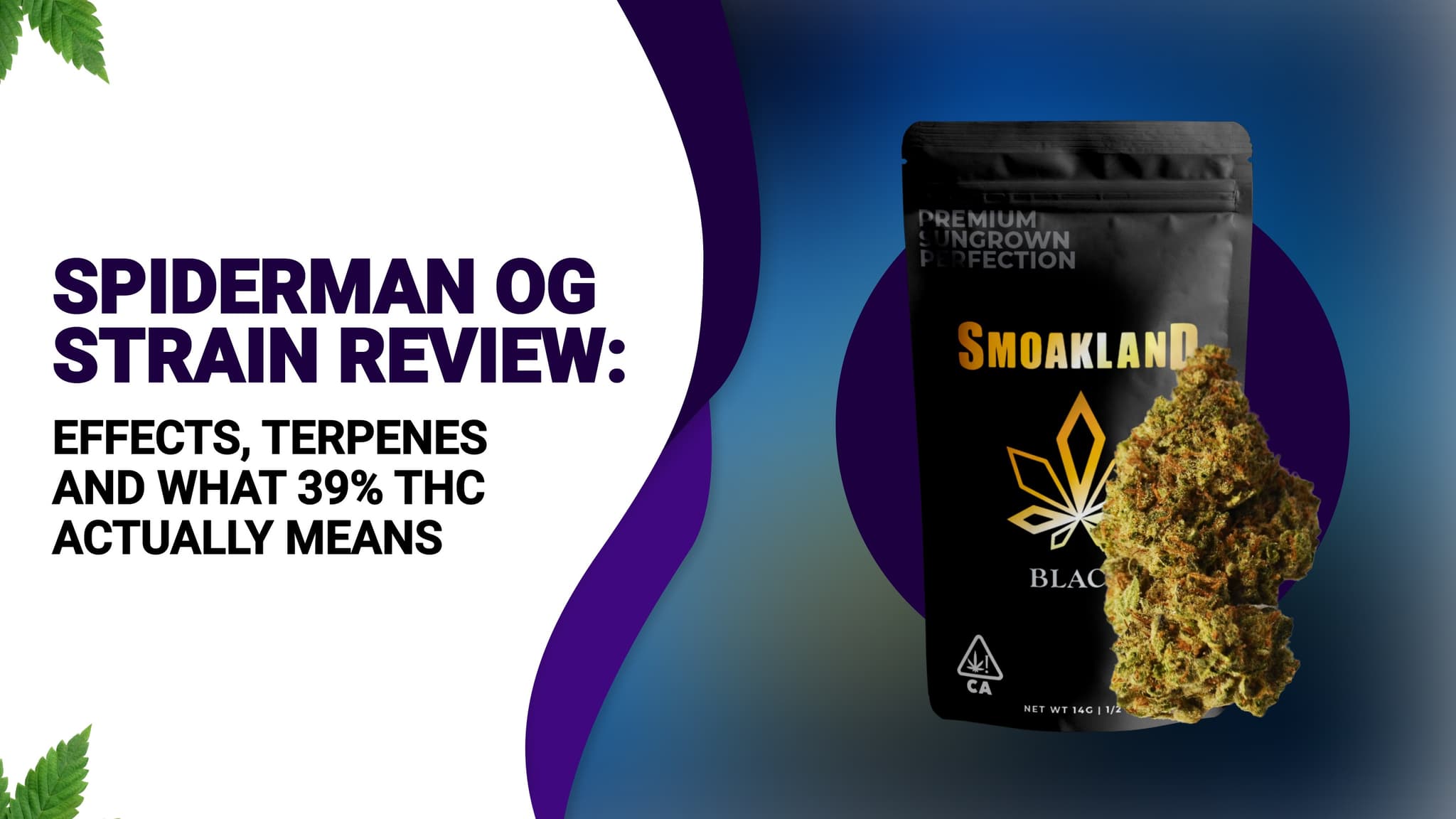 Spiderman OG Strain Review: Effects, Terpenes and What 39% THC Actually Means